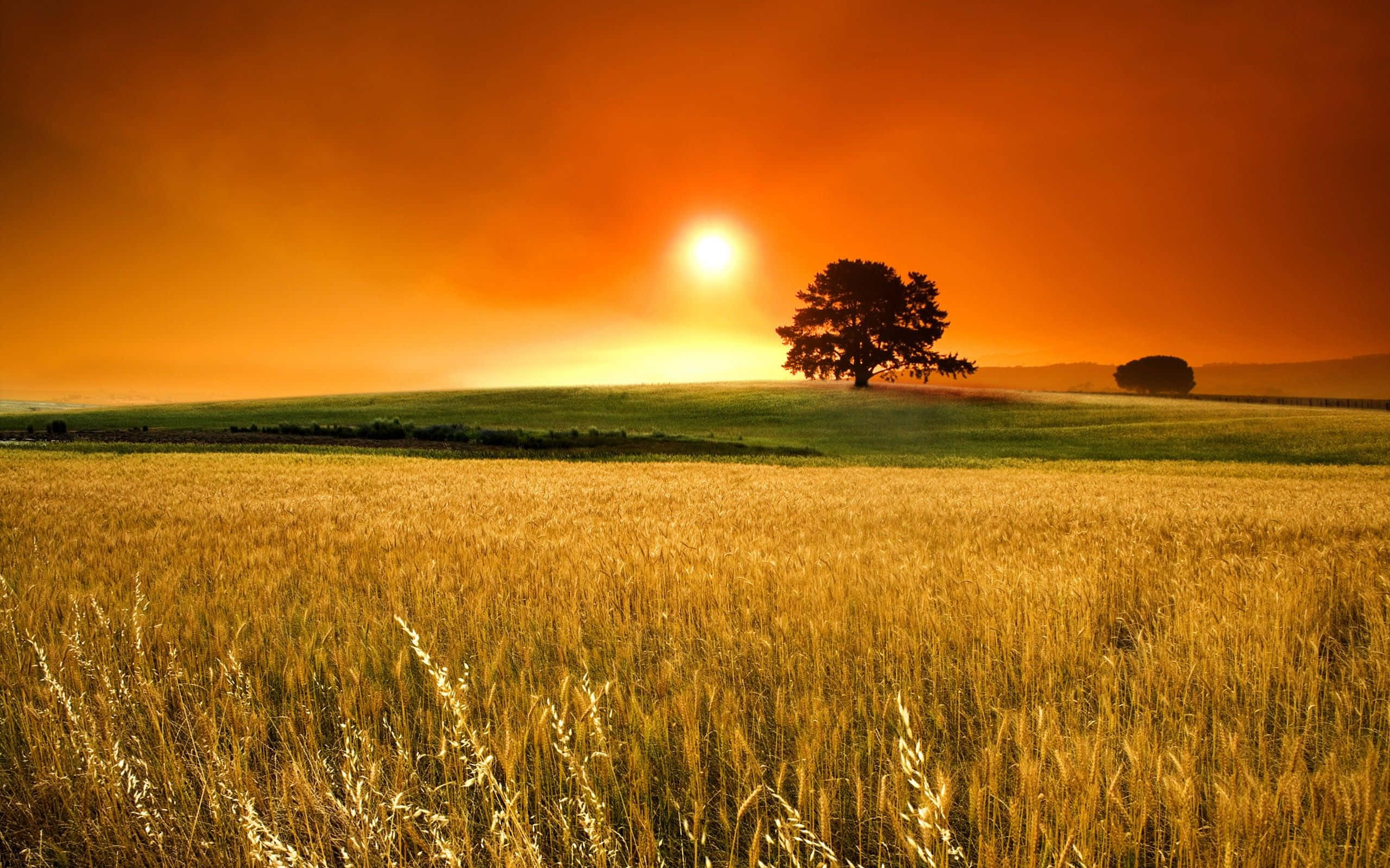 wheat field, sunny day, fiery orange sunset, 2K Desktop Wallpaper