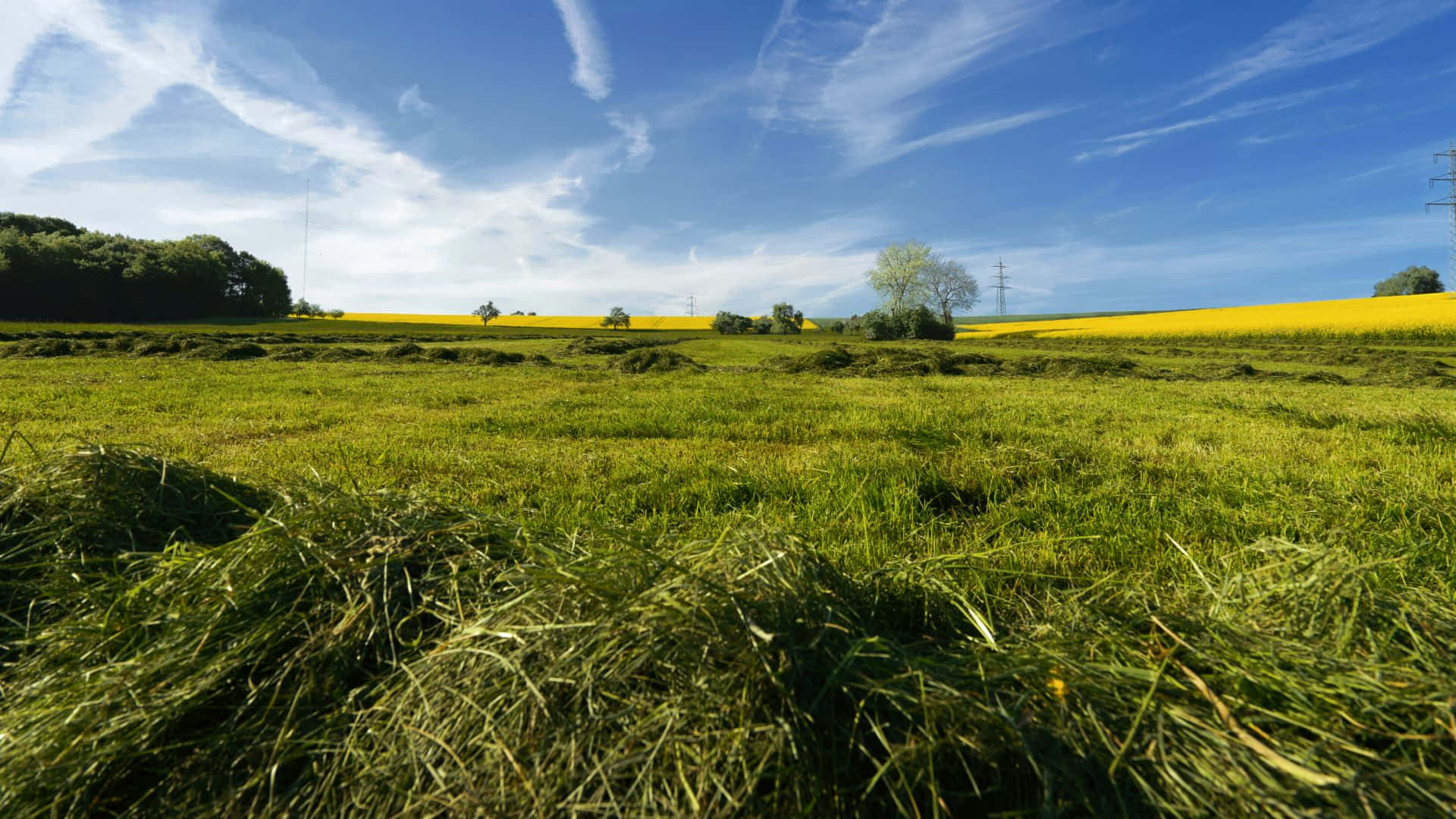 wheat field, pasture, countryside, Full HD Desktop Wallpaper