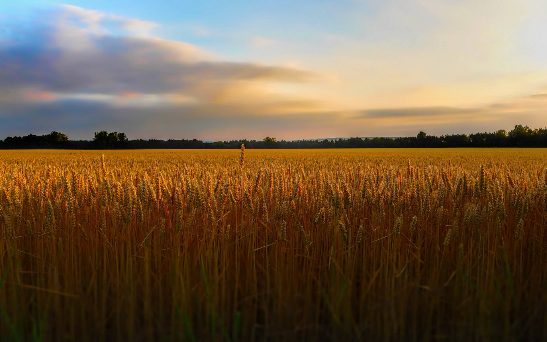 wheat field, golden wheat field, sunset, Full HD Desktop Wallpaper