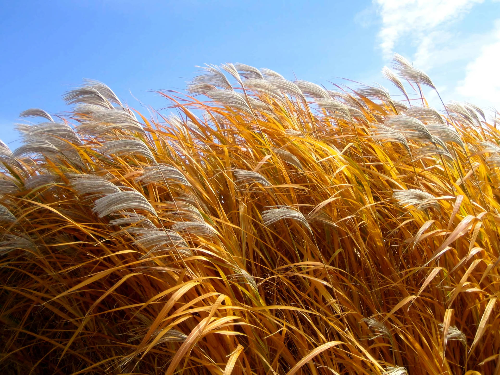wheat field, white fuzzy tips, golden reeds, Full HD Desktop Wallpaper