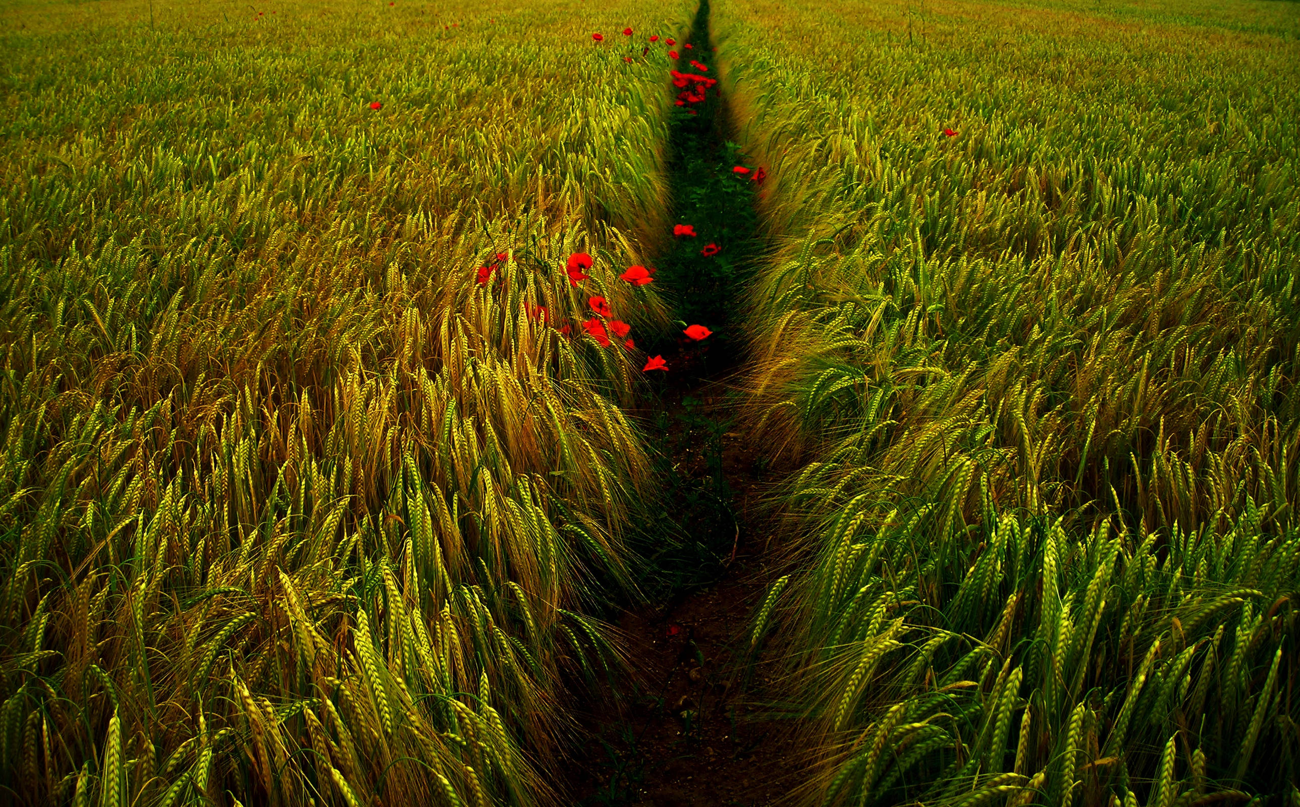 wheat field, red poppies, dirt path, 2K Desktop Wallpaper