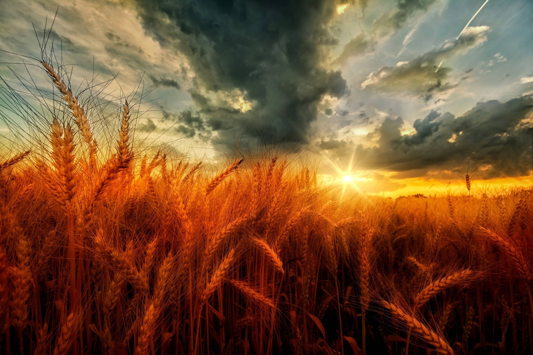 Wheat Field, gray clouds, dramatic sunset, Full HD Desktop Wallpaper