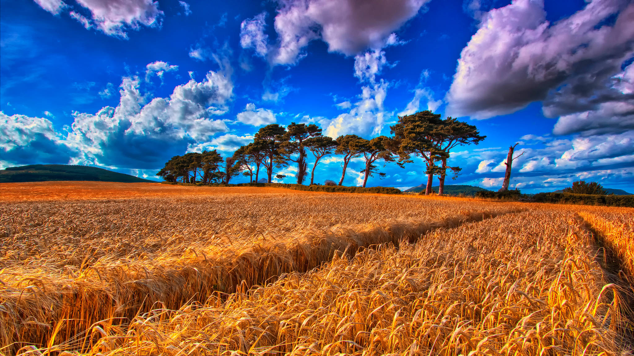 wheat field, dark green trees, vibrant blue sky, Full HD Desktop Wallpaper