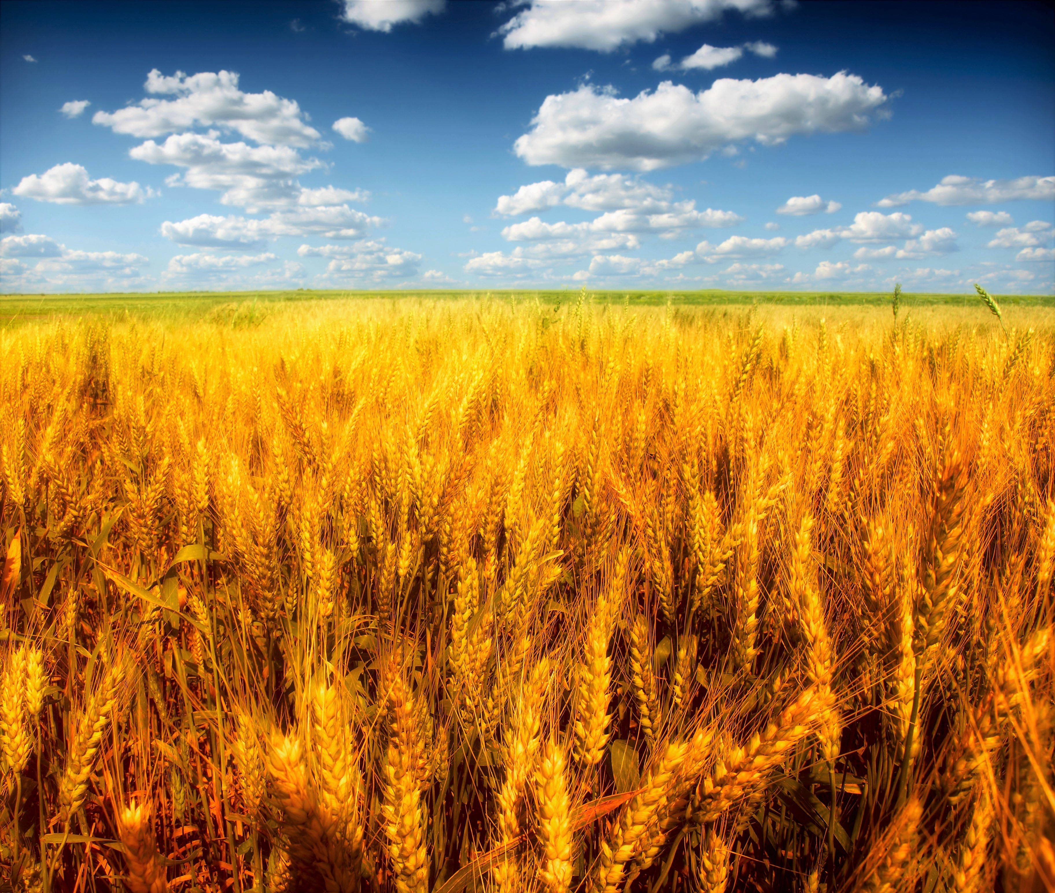 deep golden wheat field, vast golden wheat field, bright blue sky, 2K Desktop Wallpaper