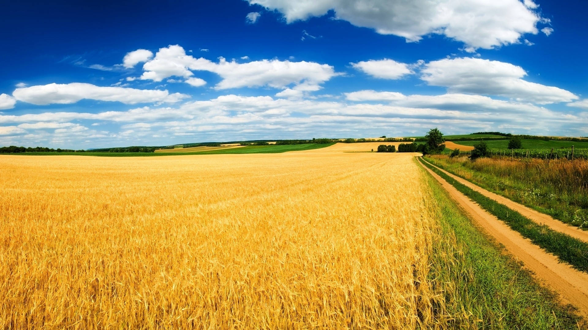 yellow wheat field, golden wheat field, vibrant blue sky, Full HD Desktop Wallpaper