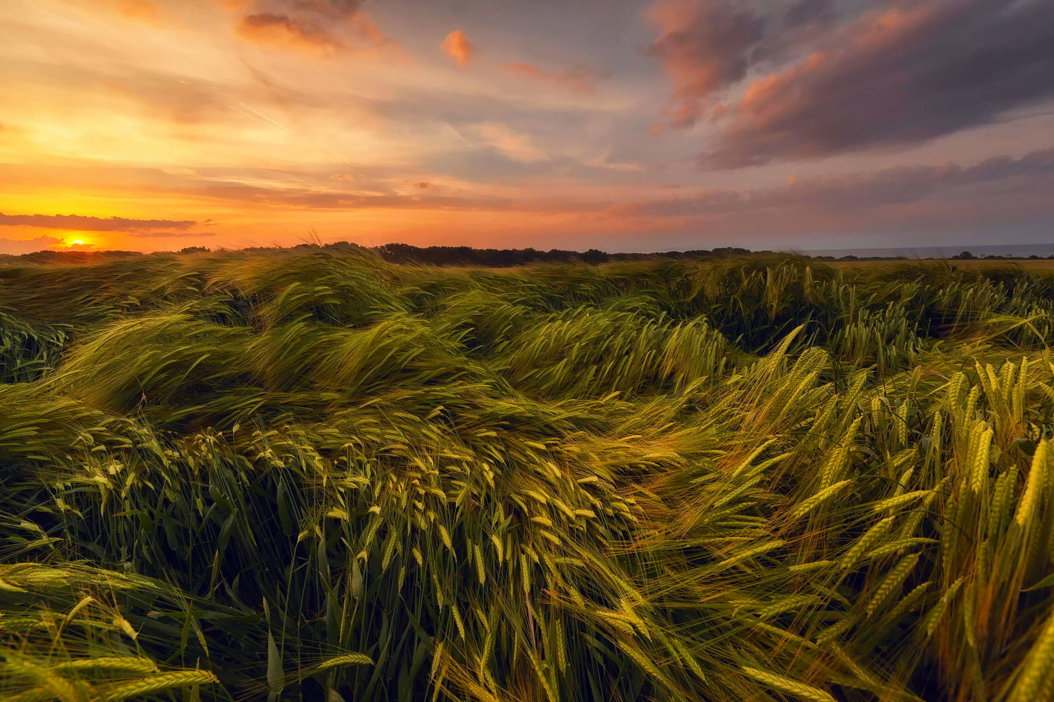 wheat field, golden wheat field, dramatic sunset sky, Full HD Desktop Wallpaper