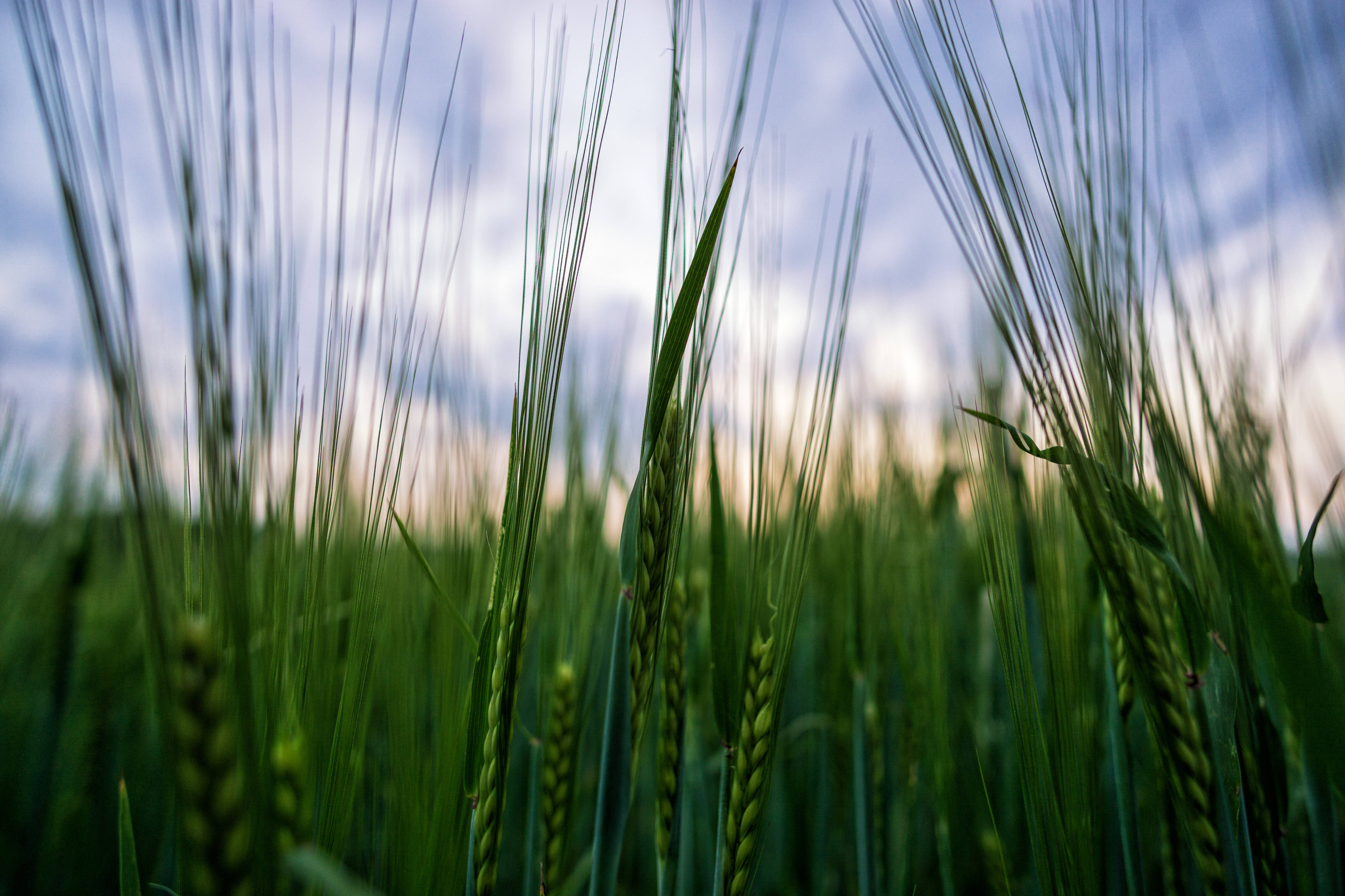 selective focus, deep green wheat field, vibrant green wheat stalks, 5K Desktop Wallpaper