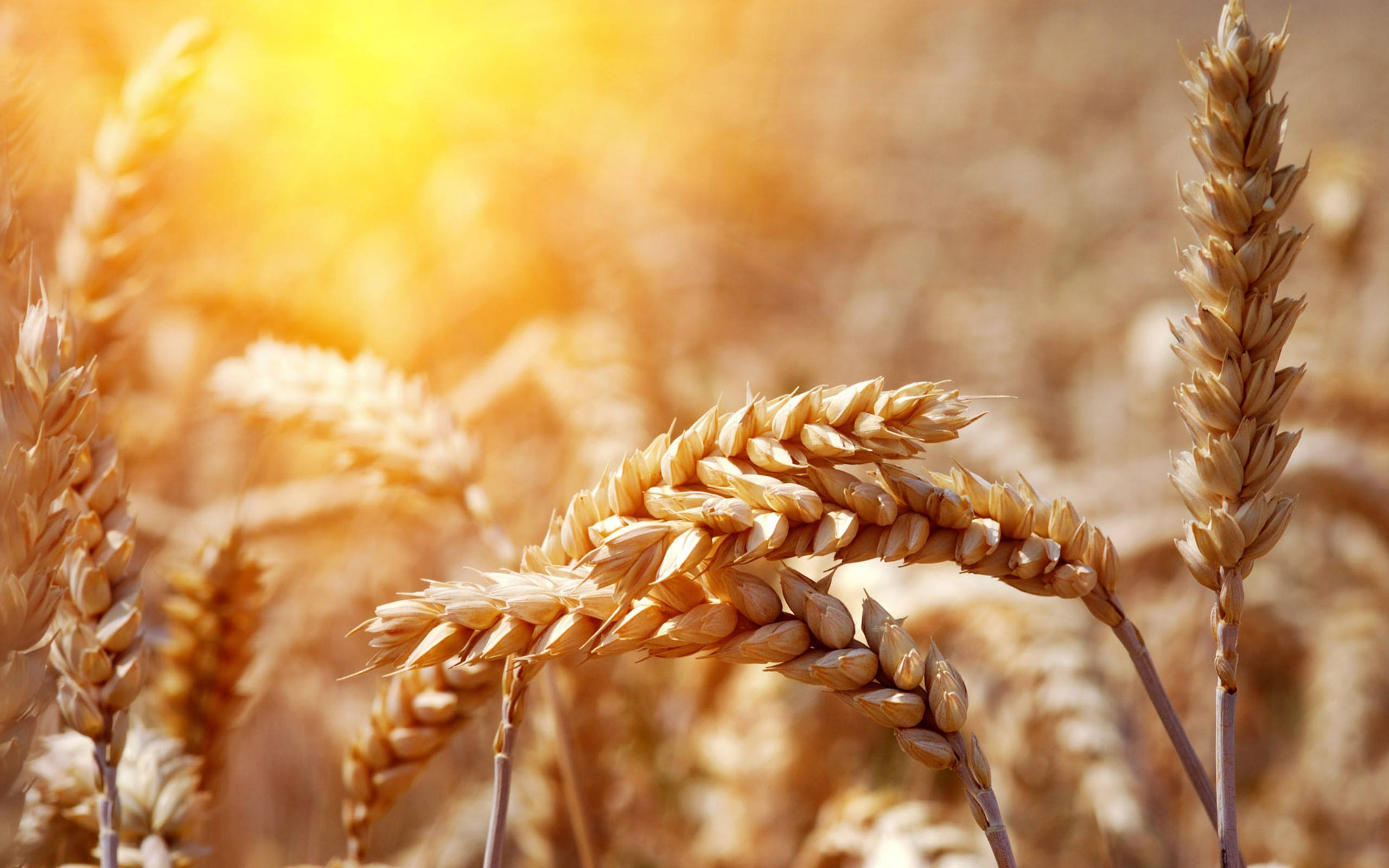 wheat field, golden glow, sunlit field, 2K Desktop Wallpaper