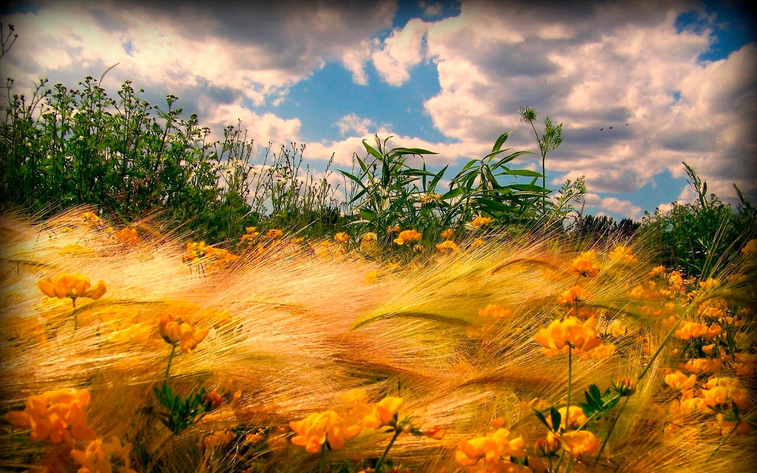 wheat field, golden wheat stalks, bright yellow flowers, 2K Desktop Wallpaper