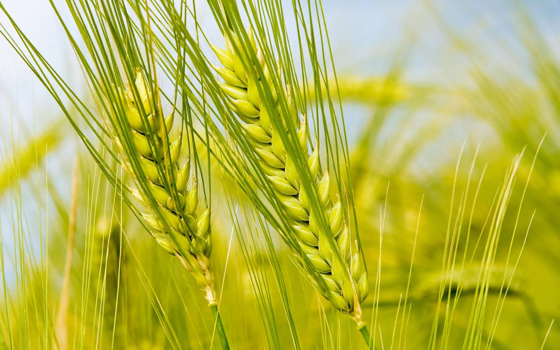 green wheat field, vibrant green wheat stalks, soft blue sky, Full HD Desktop Wallpaper