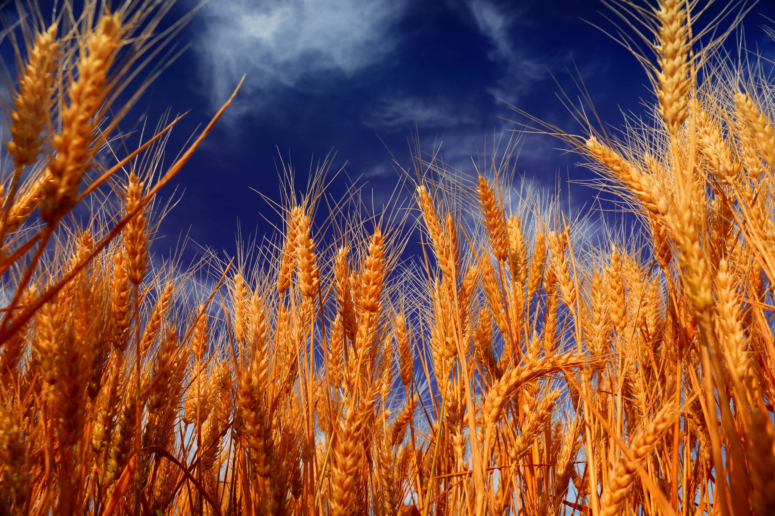 wheat field, golden wheat stalks, deep blue sky, 2K Desktop Wallpaper