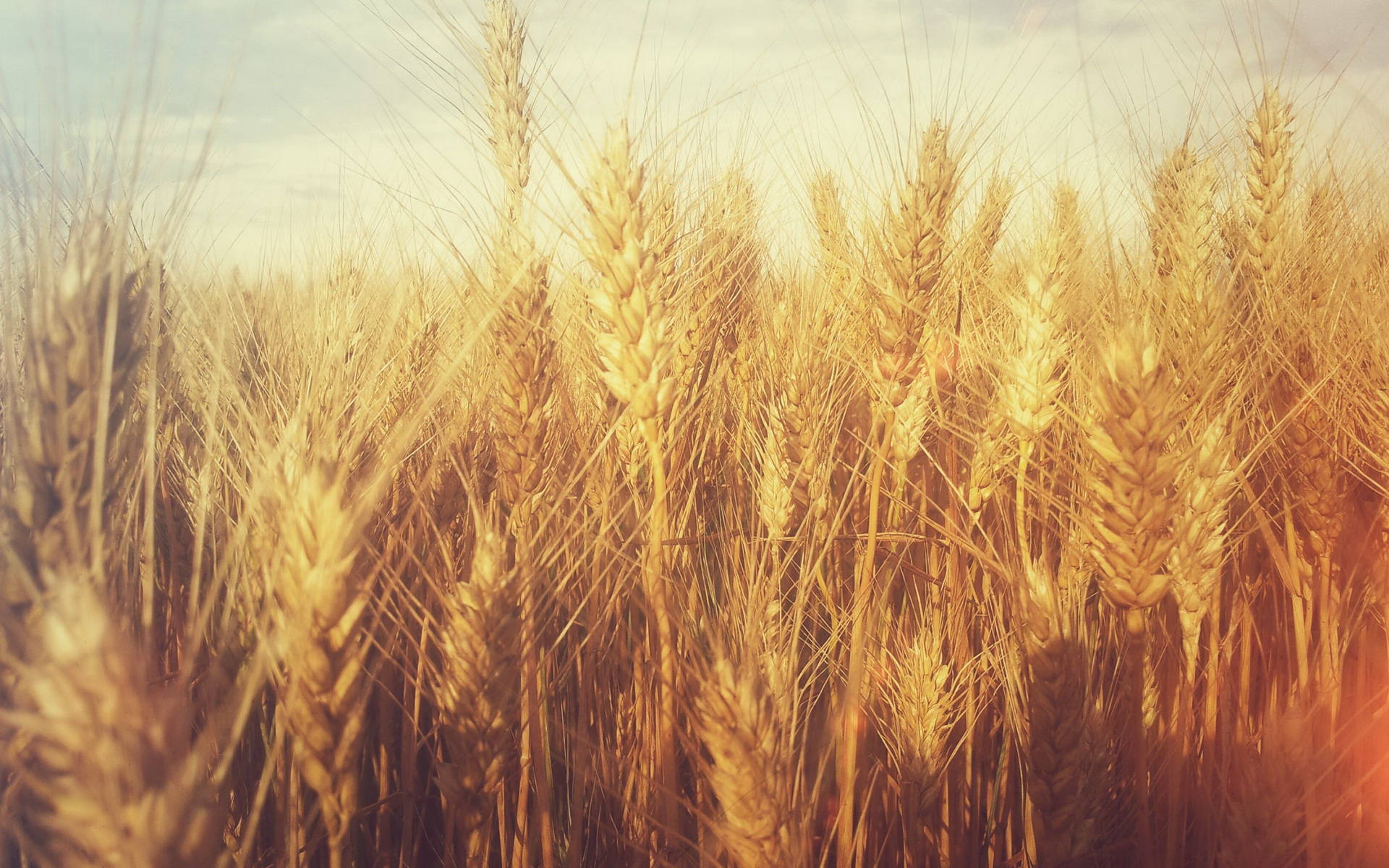 wheat field, soft filter effect, golden wheat stalks, Full HD Desktop Wallpaper