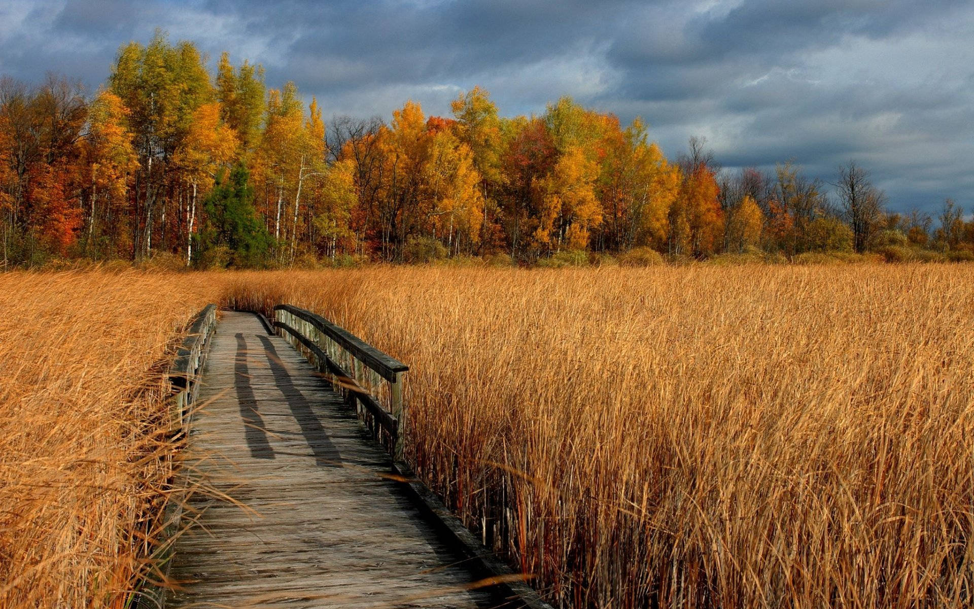 wheat field, bridge, wooden boardwalk, Full HD Desktop Wallpaper