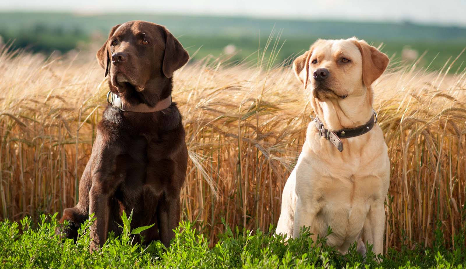labrador, chocolate, yellow, HD Desktop Wallpaper