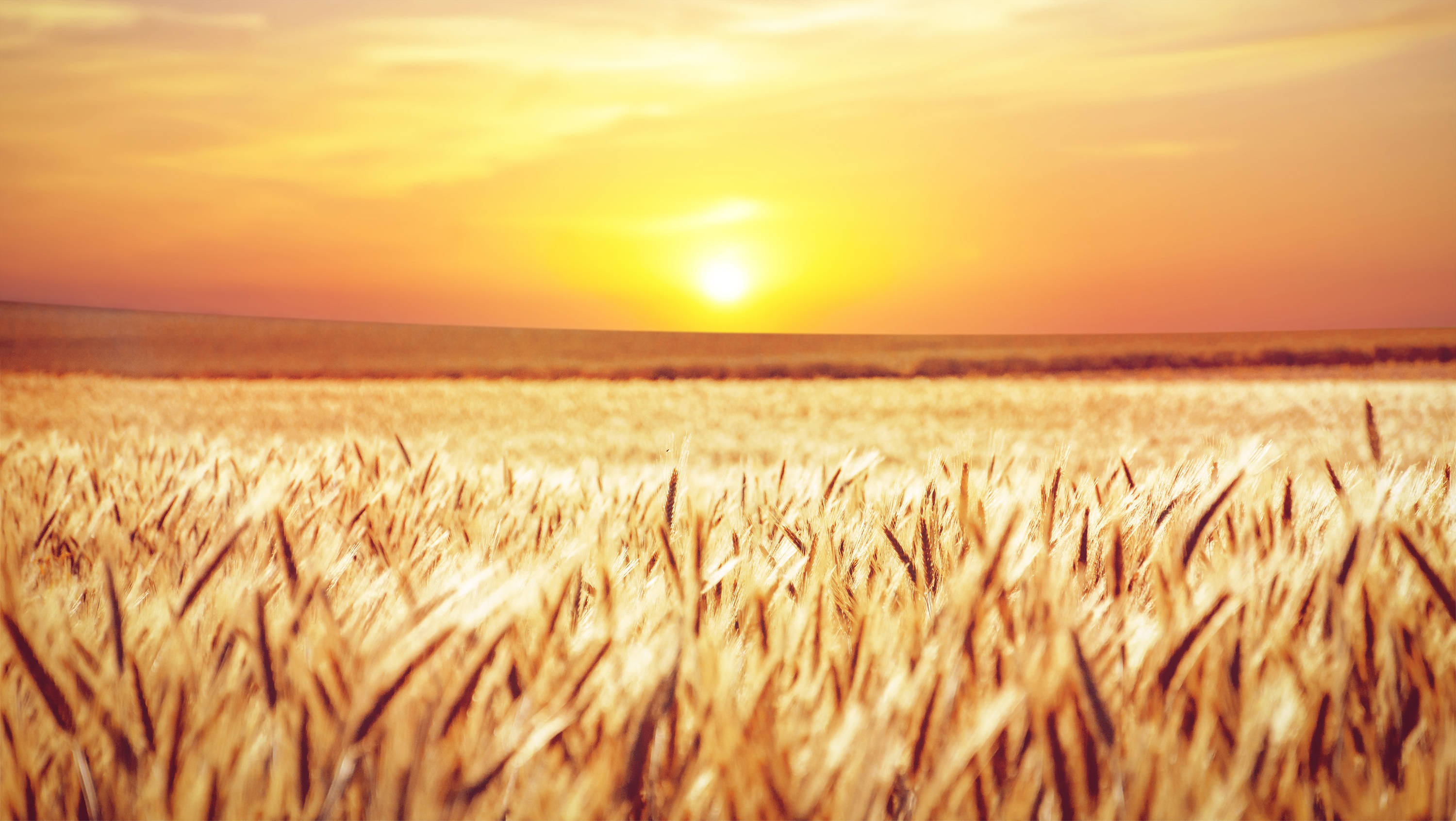 wheat field, orange sky, yellow sky, 2K Desktop Wallpaper