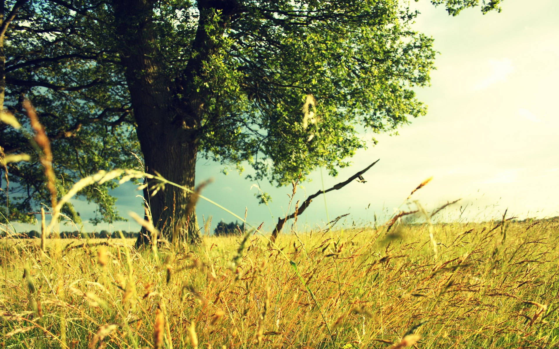 wheat field, big tree, golden grass, Full HD Desktop Wallpaper