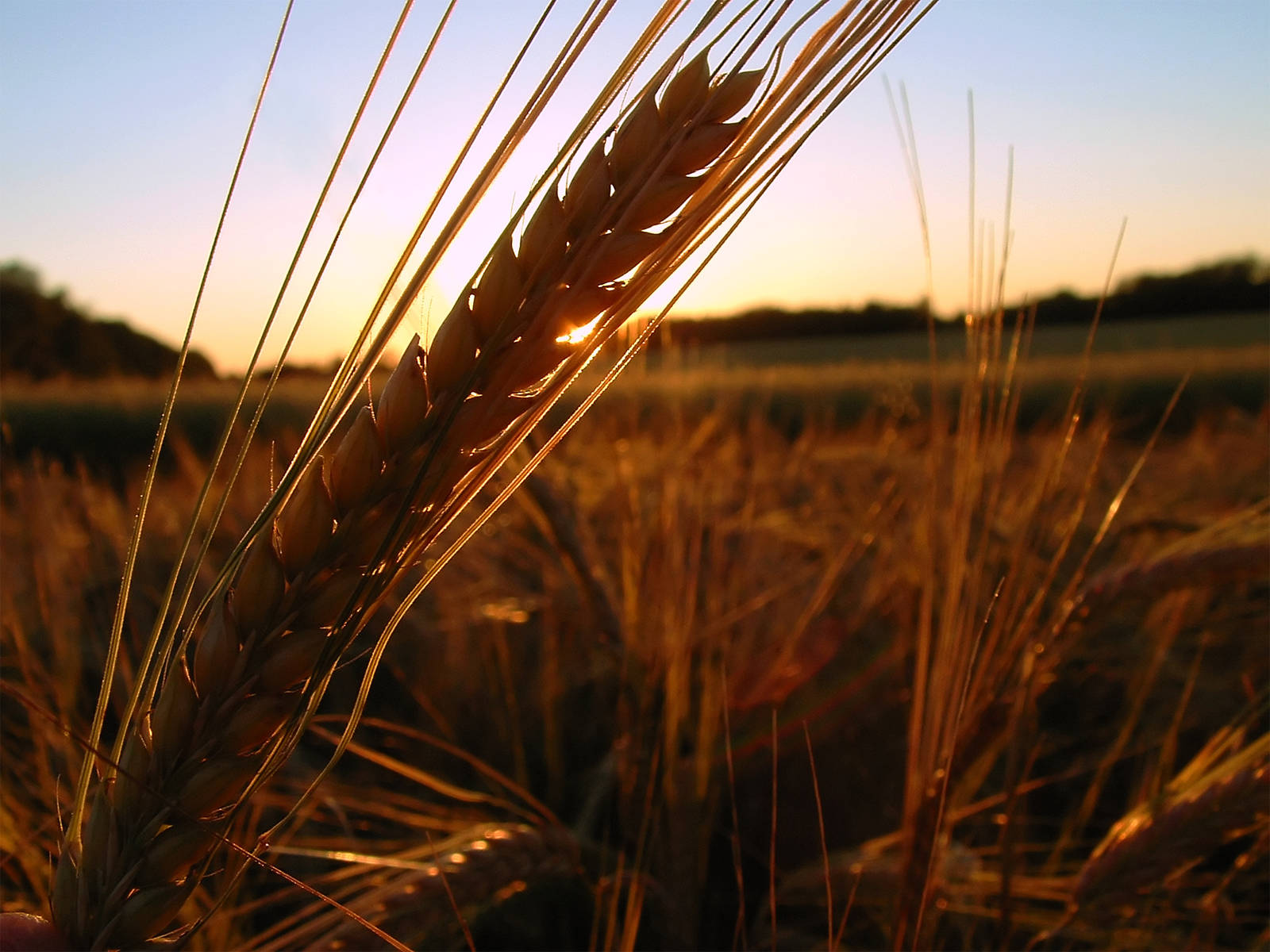 wheat field, golden wheat stalks, soft sunset sky, HD Desktop Wallpaper