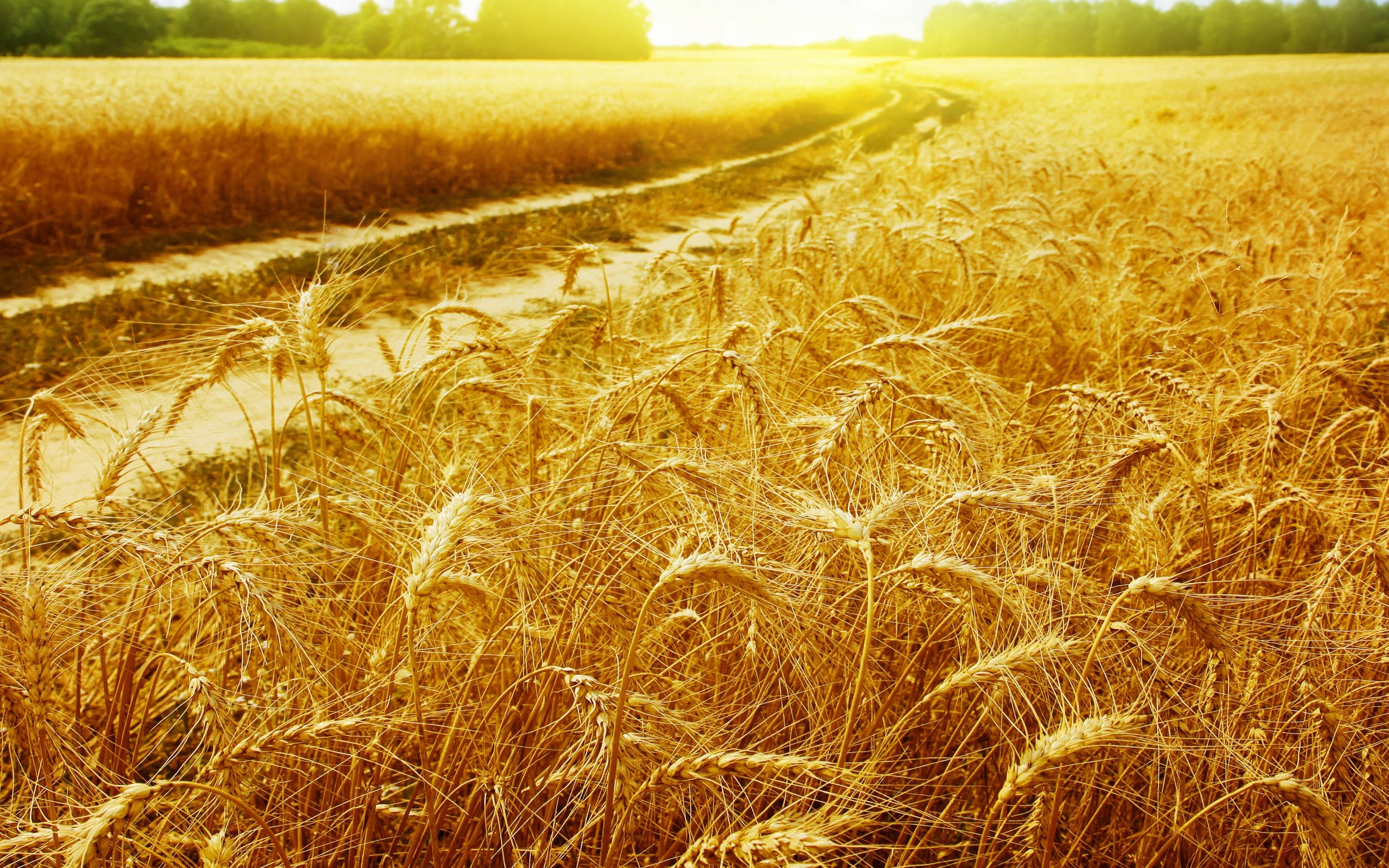golden wheat field, waterway, dirt path, 2K Desktop Wallpaper