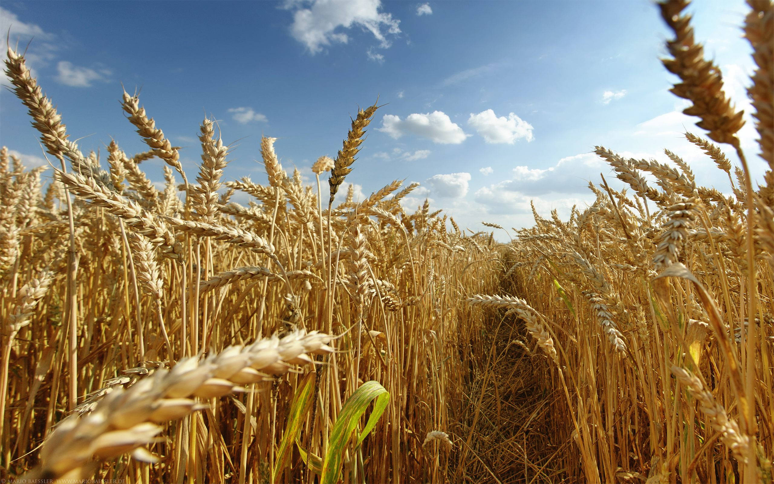 wheat field, pathway, golden wheat stalks, 2K Desktop Wallpaper