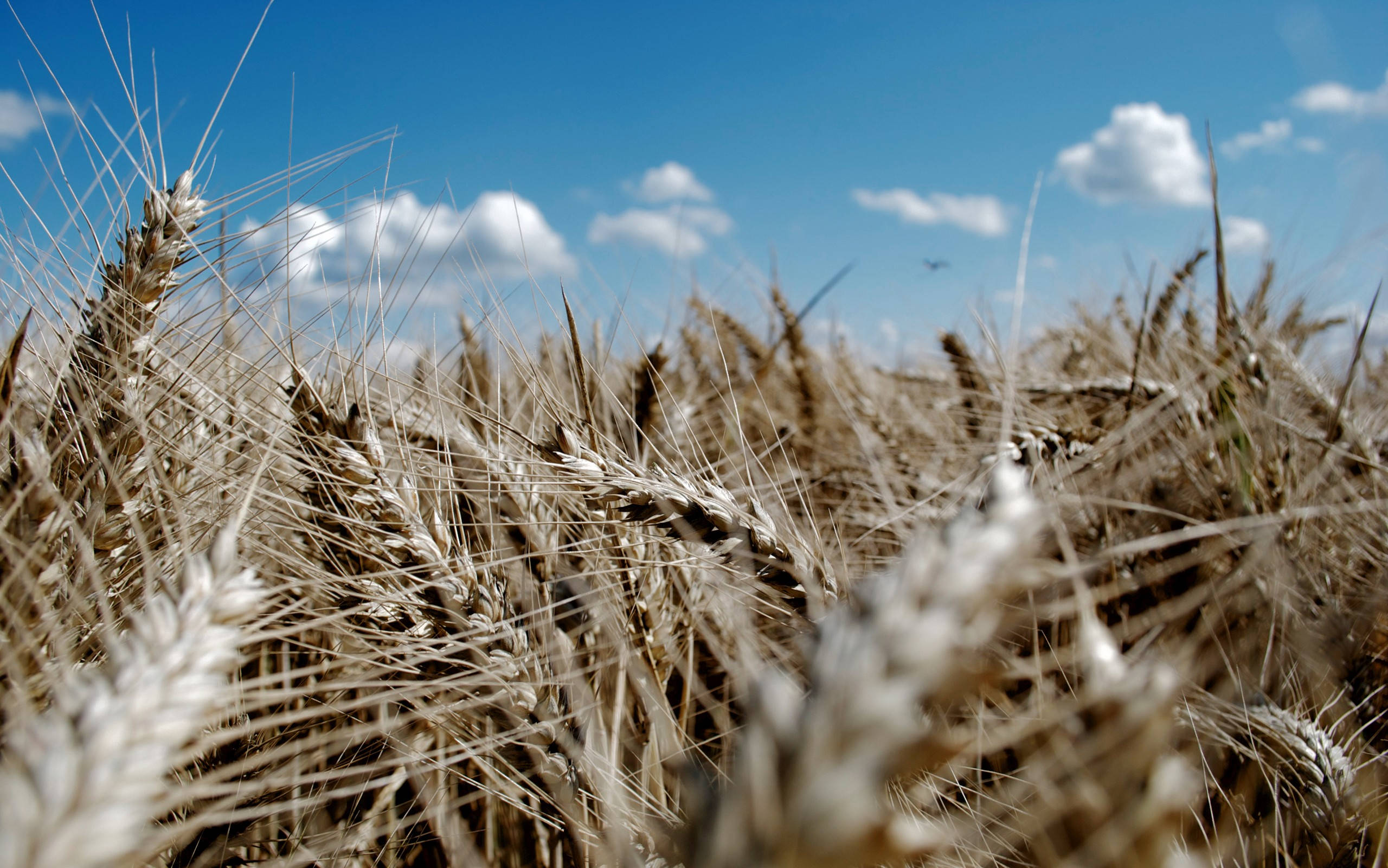 grayish brown, wheat field, golden wheat stalks, 2K Desktop Wallpaper