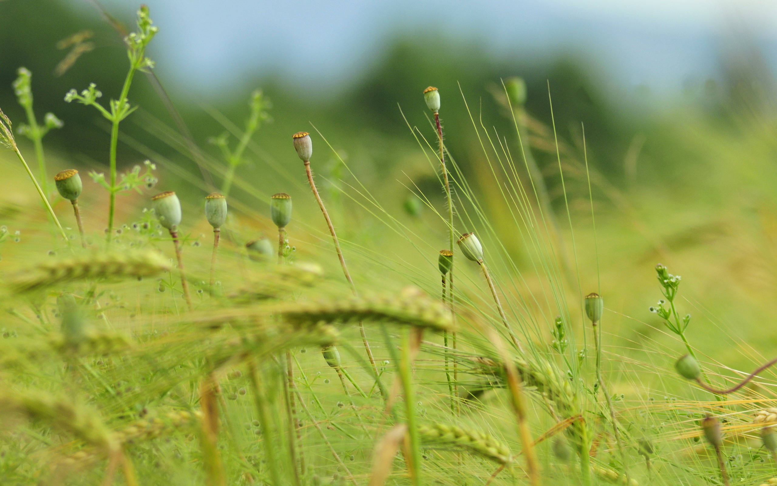 wheat field, poppies, green poppy pods, 2K Desktop Wallpaper