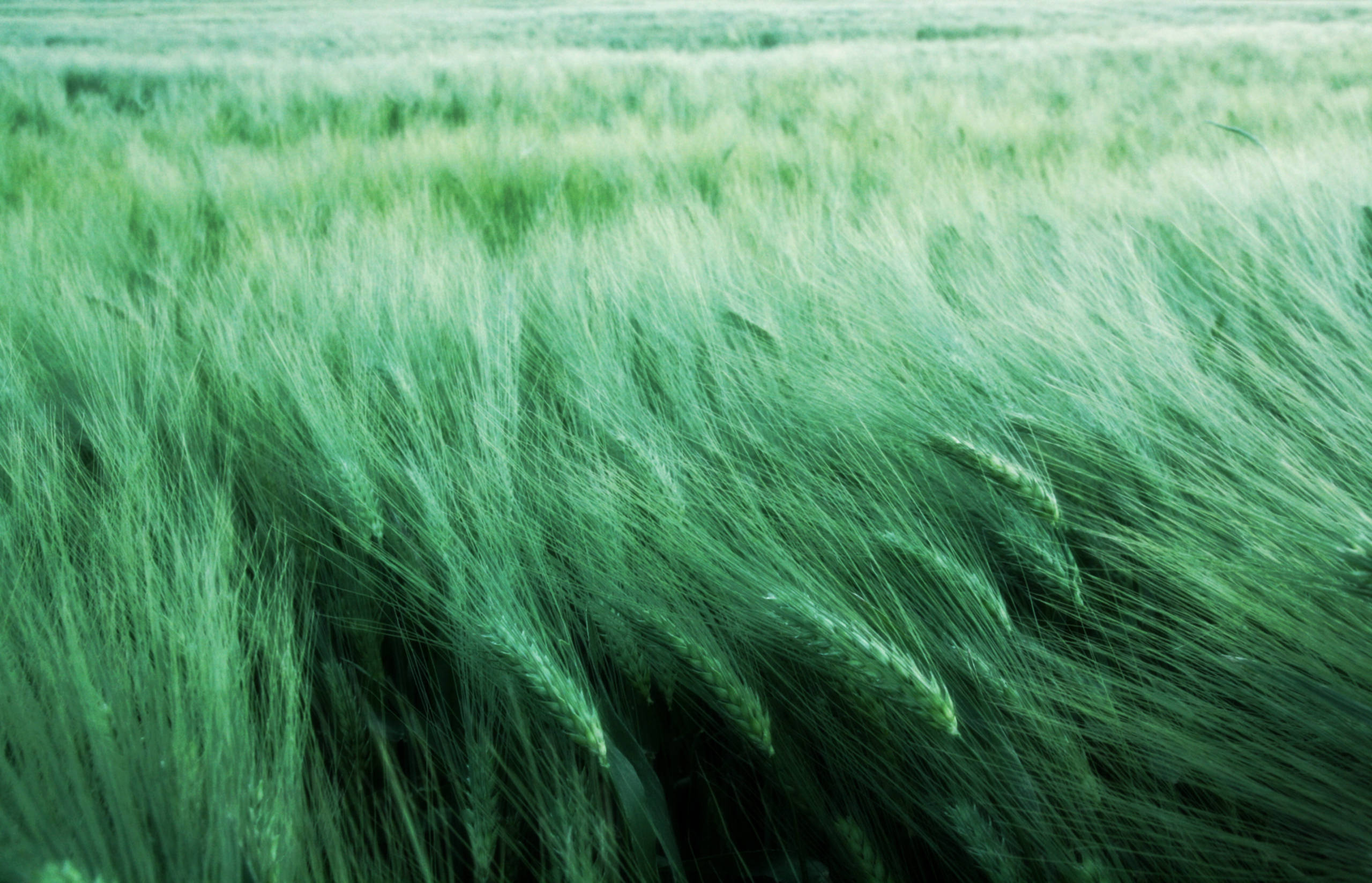 fuzzy green wheat field, swaying with wind, green barley, 2K Desktop Wallpaper