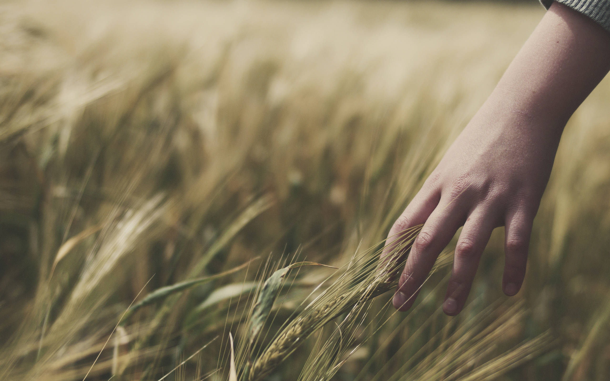 hand, wheat field, golden wheat stalks, 2K Desktop Wallpaper