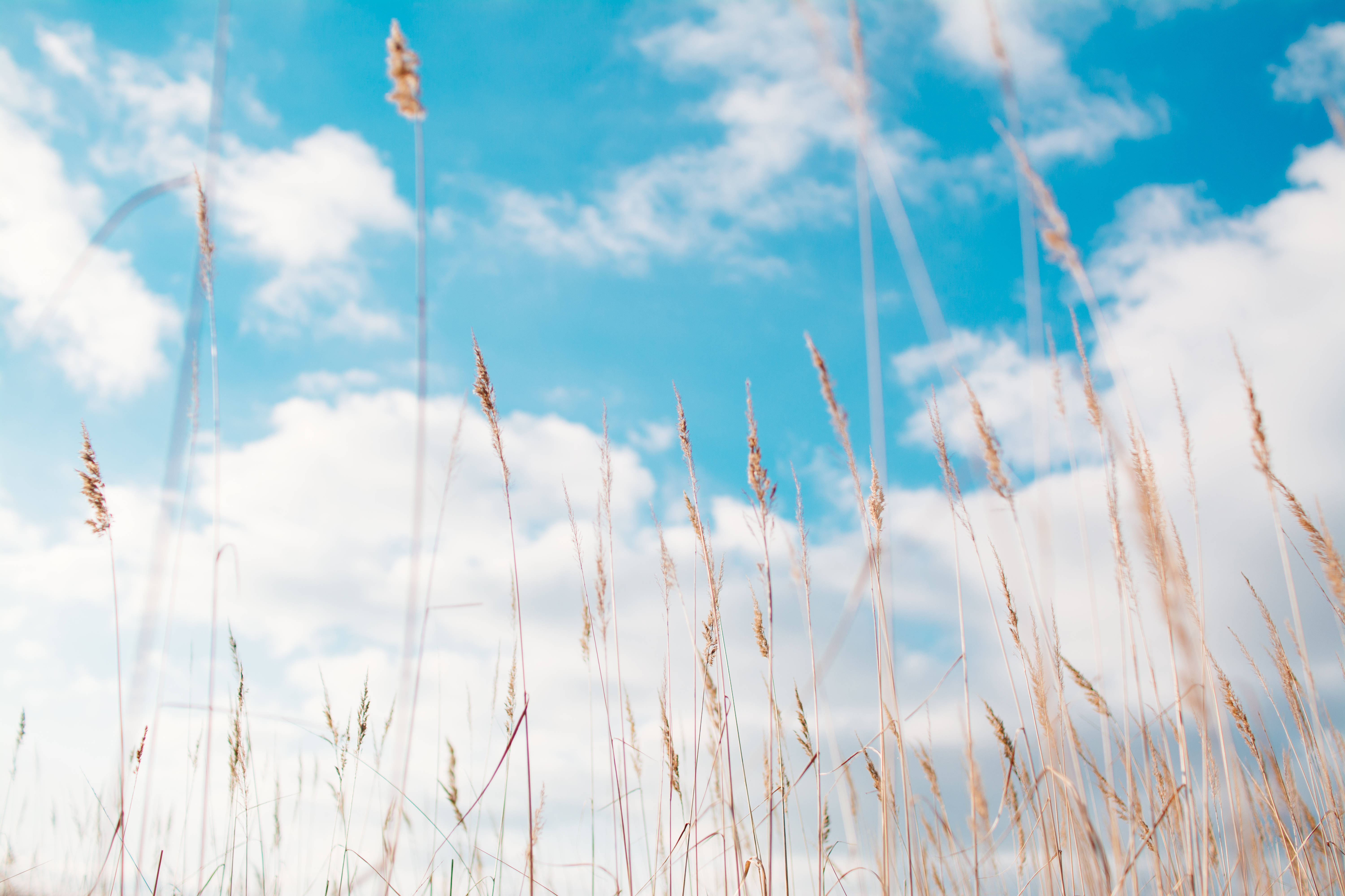 4K, sky, wheat field, 5K Desktop Wallpaper