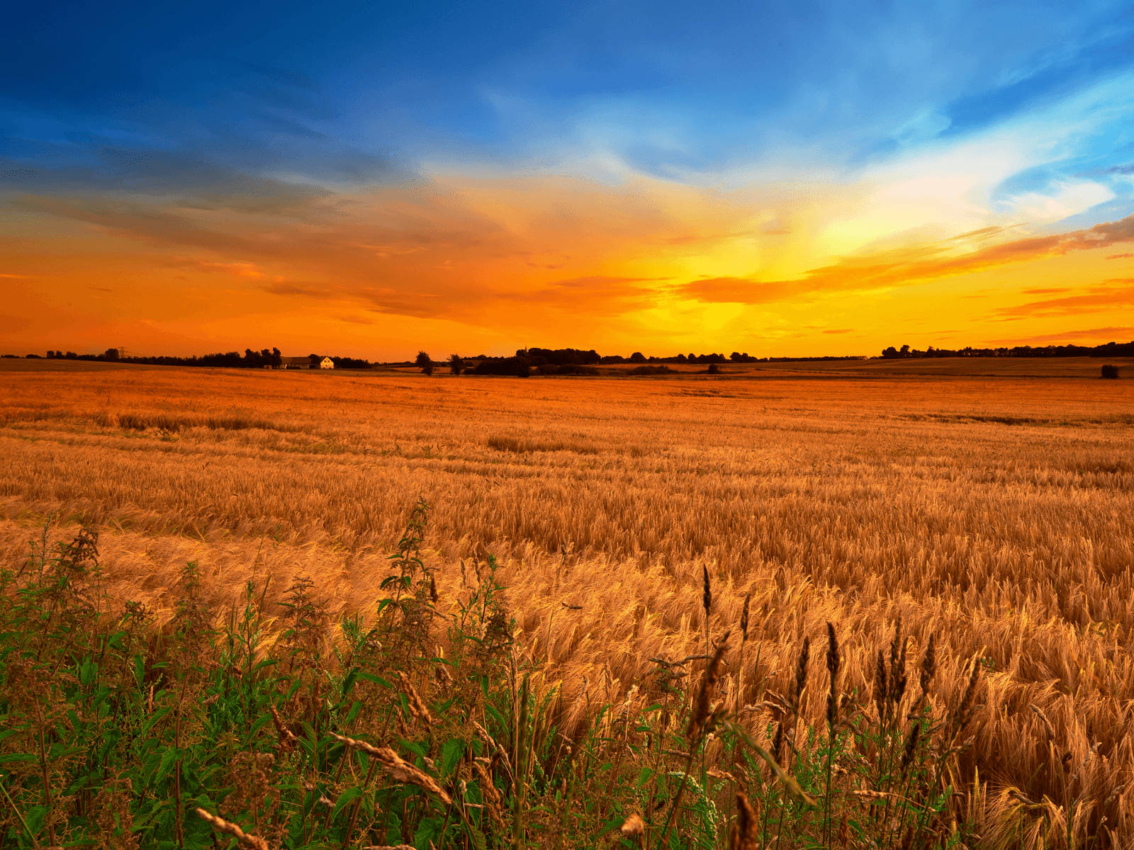 country wheat field, sunset, golden wheat field, HD Desktop Wallpaper