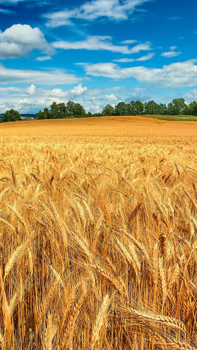 wheat stalks, bright blue sky, fluffy white clouds, SD Phone Wallpaper