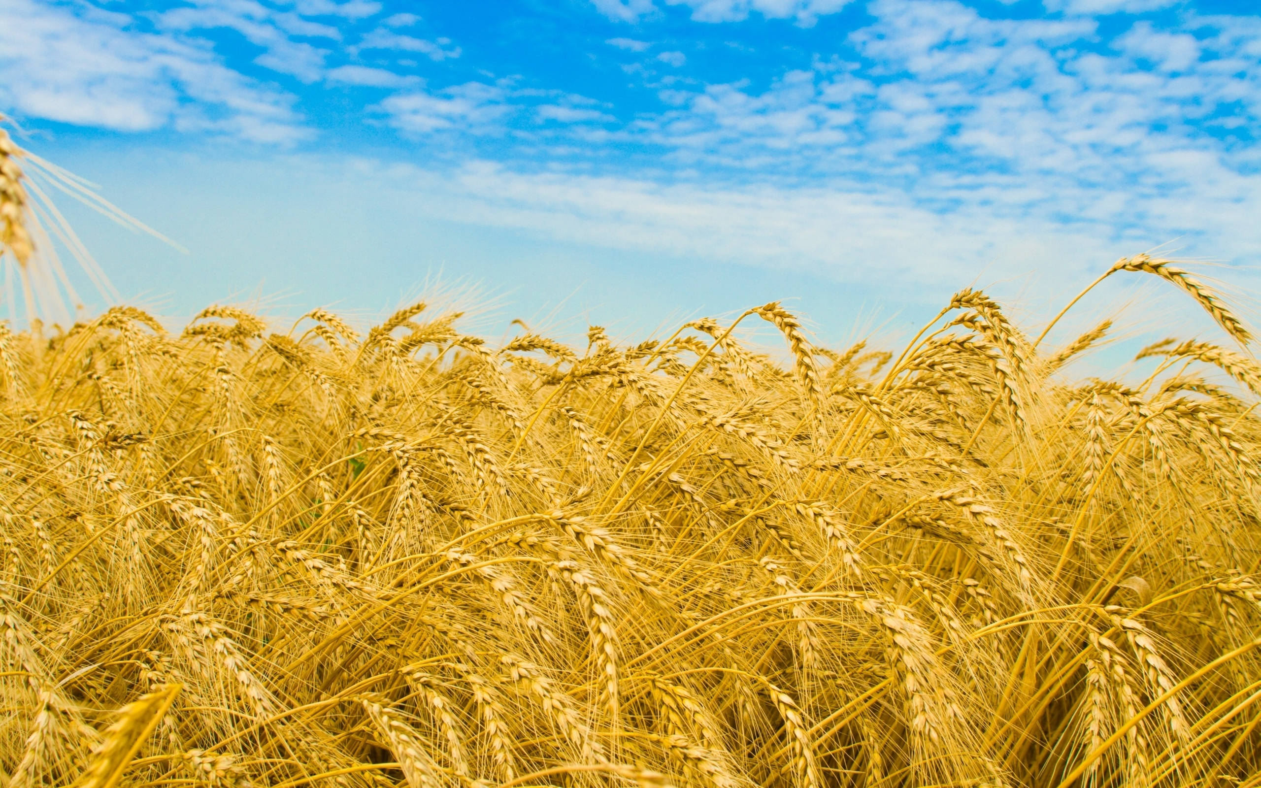 wheat grain agriculture, golden wheat stalks, bright blue sky, 2K Desktop Wallpaper