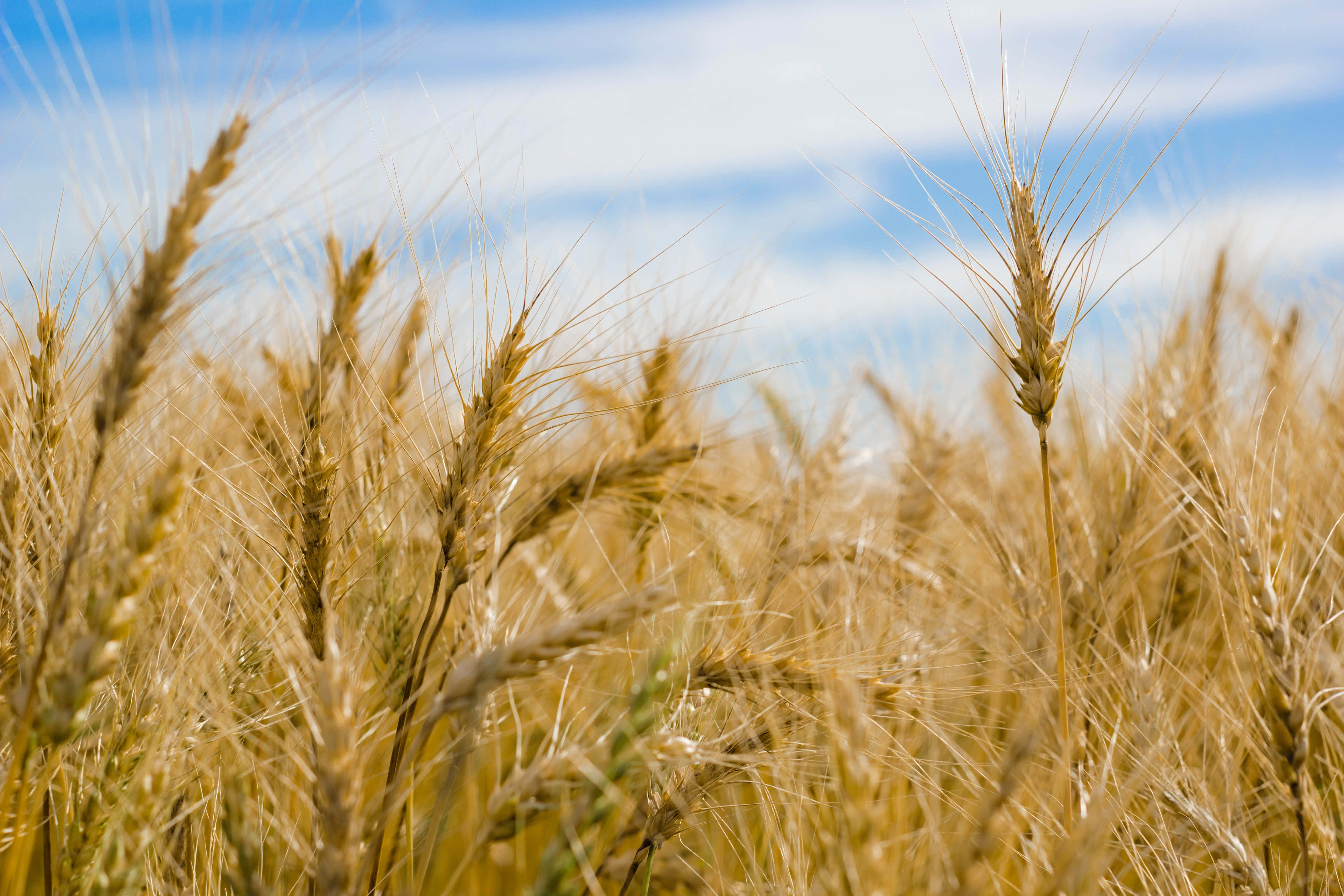 wheat field, golden wheat stalks, bright blue sky, 5K Desktop Wallpaper