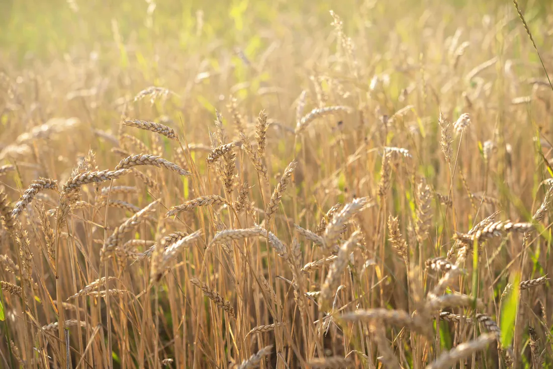 Wheat Harvest