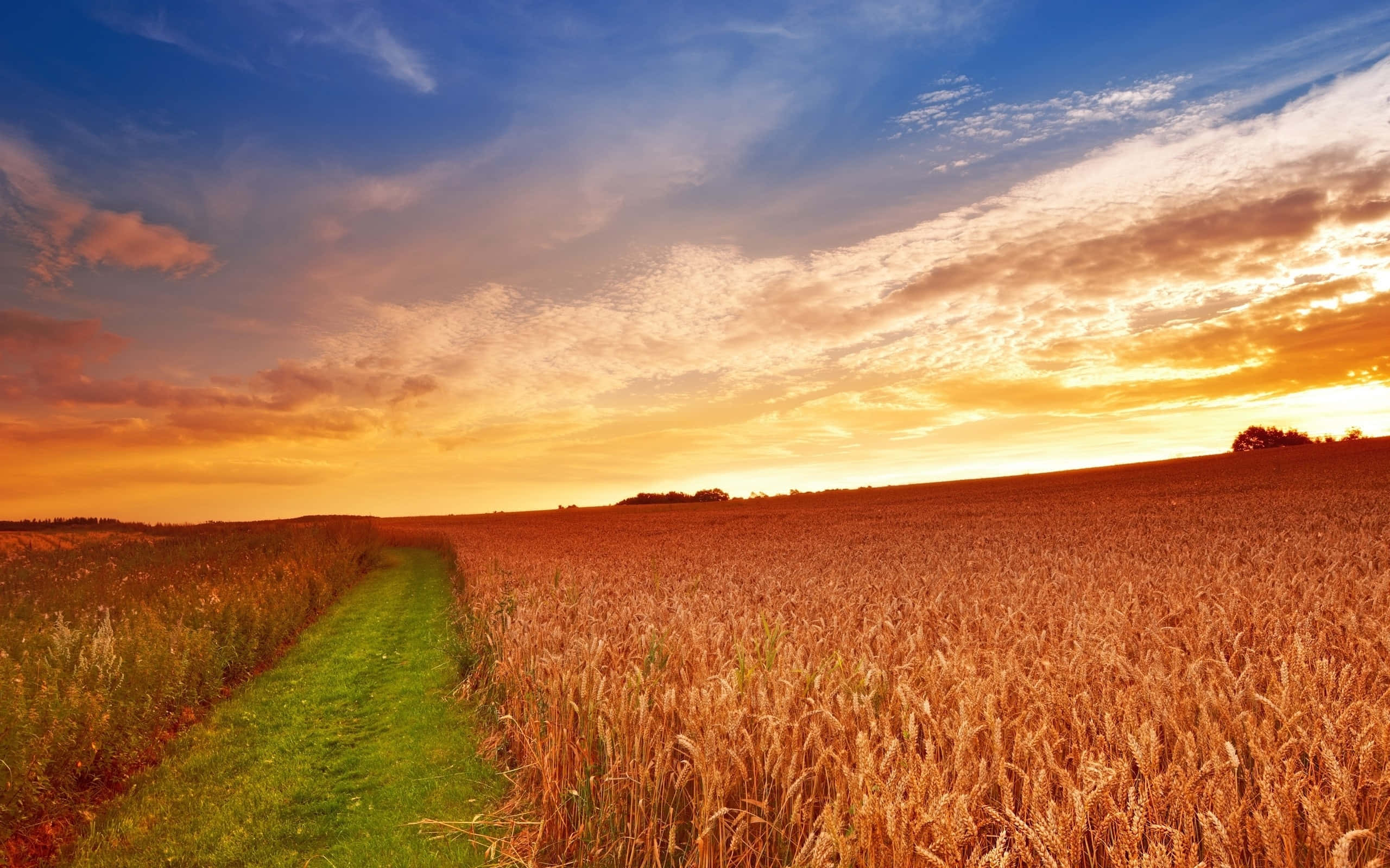 winding green path, golden wheat field, dramatic sunset sky, 2K Desktop Wallpaper