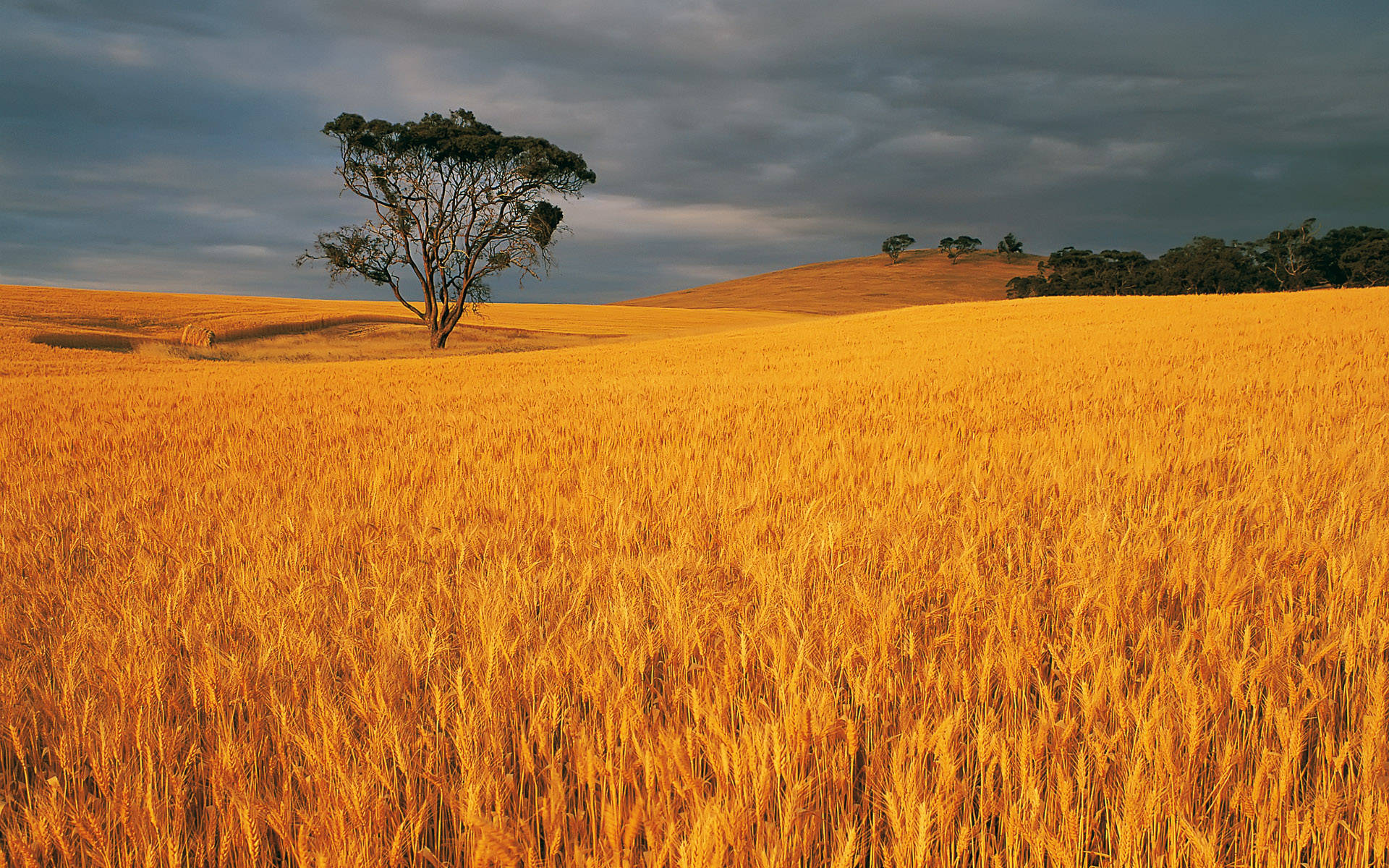 wheat field, lone tree, golden wheat field, Full HD Desktop Wallpaper