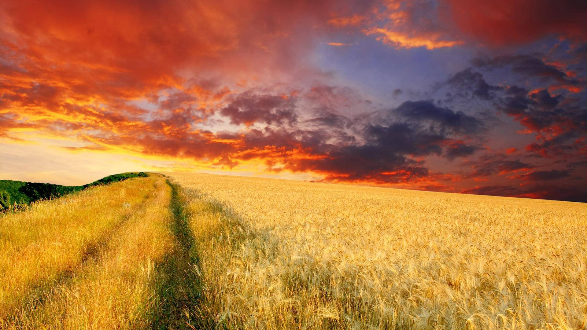 wheat field, golden wheat field, dramatic fiery sunset sky, Full HD Desktop Wallpaper