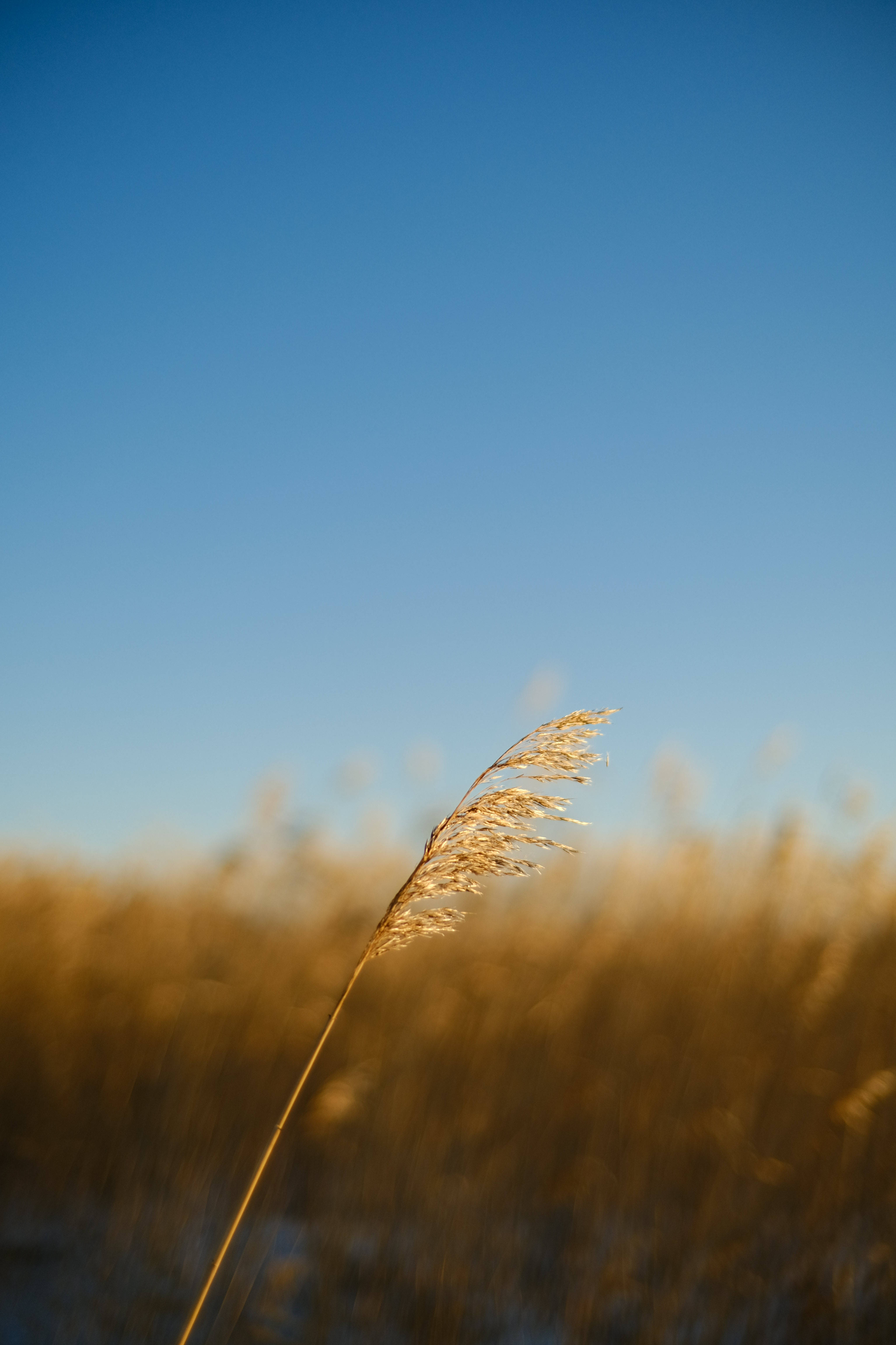 wheat stem, golden reed, clear blue sky, 5K Phone Wallpaper