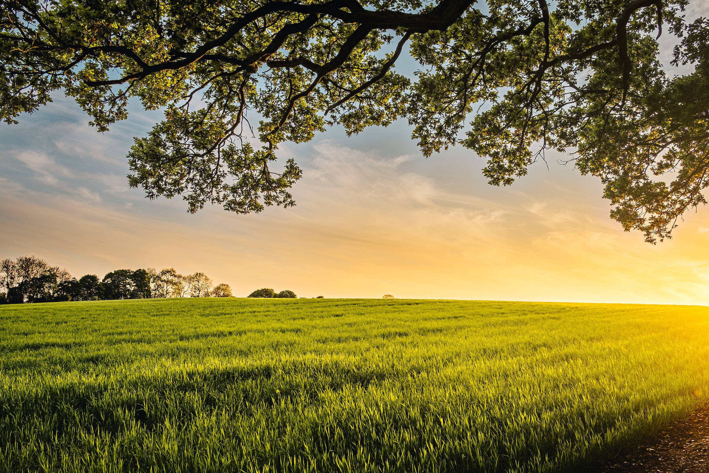 wheat farm, tree, sunrise, Full HD Desktop Wallpaper