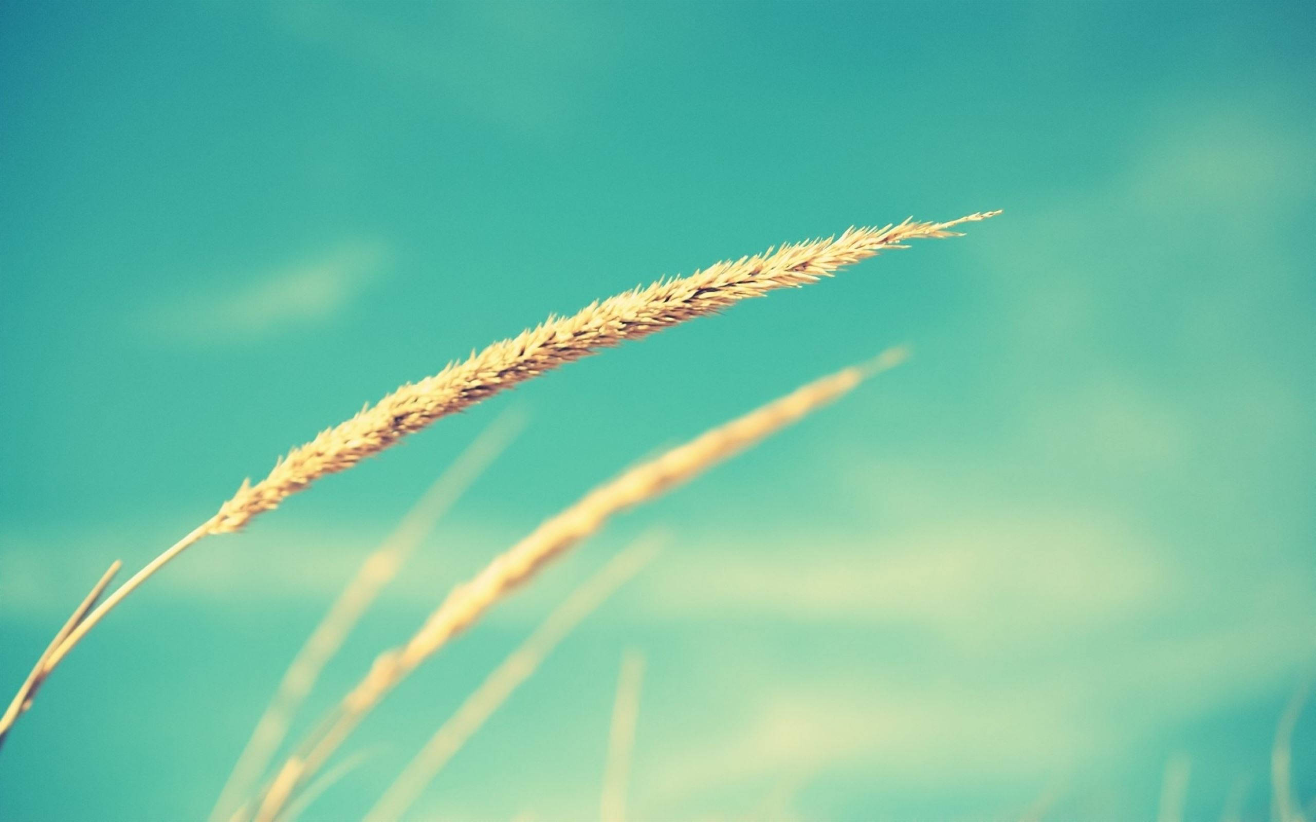 cyan wheat plant, golden wheat stalk, teal sky, 2K Desktop Wallpaper