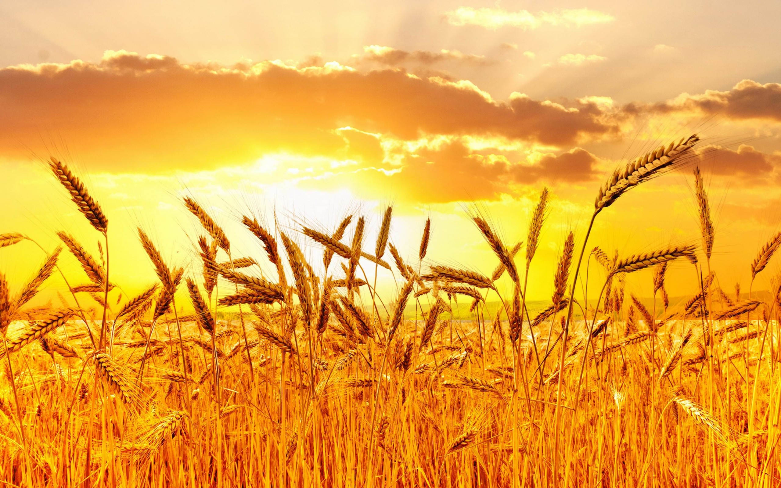 wheat field, golden sky, orange sunset, 2K Desktop Wallpaper