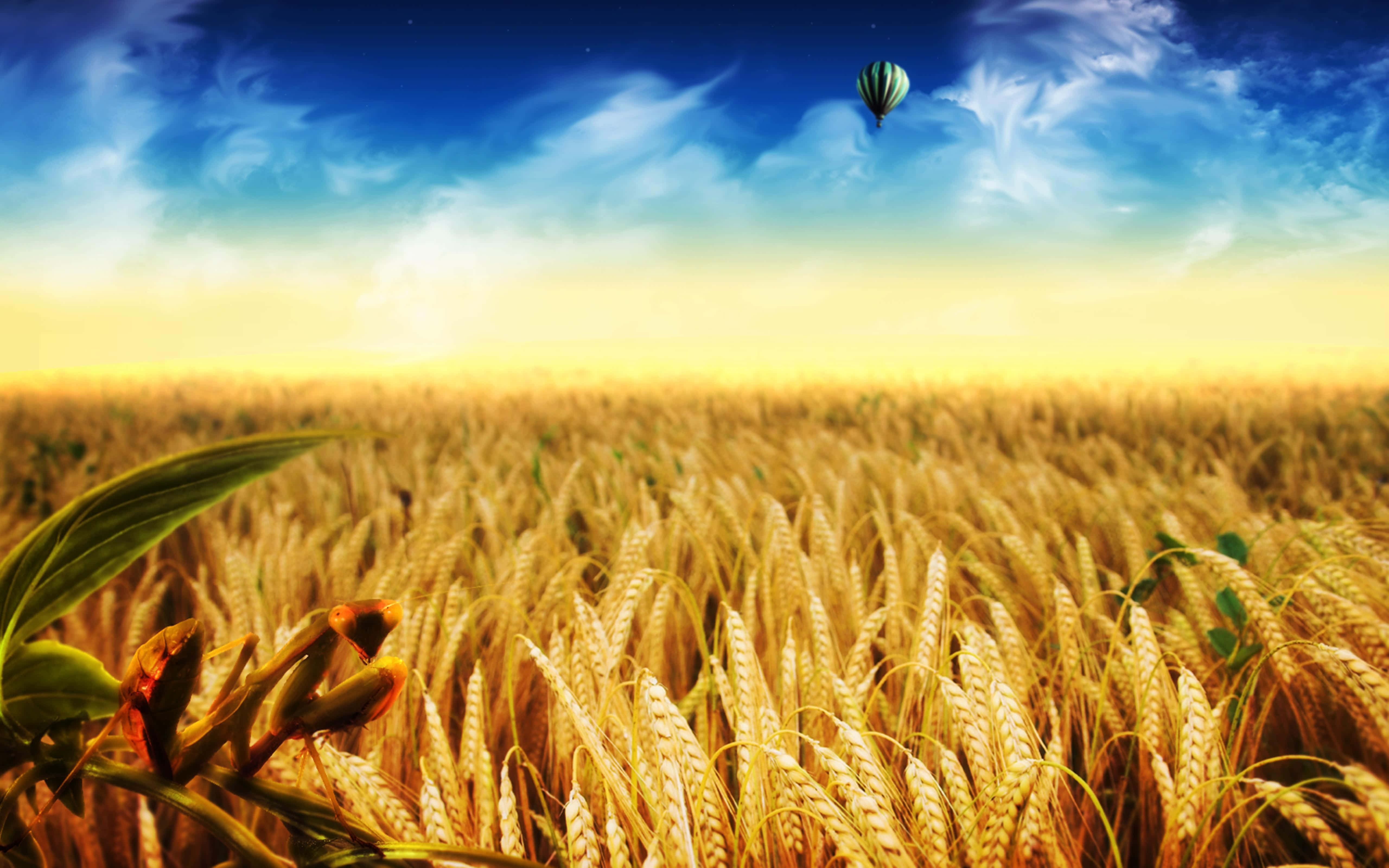 Wheat Harvest, golden wheat field, vibrant blue sky, 5K Desktop Wallpaper