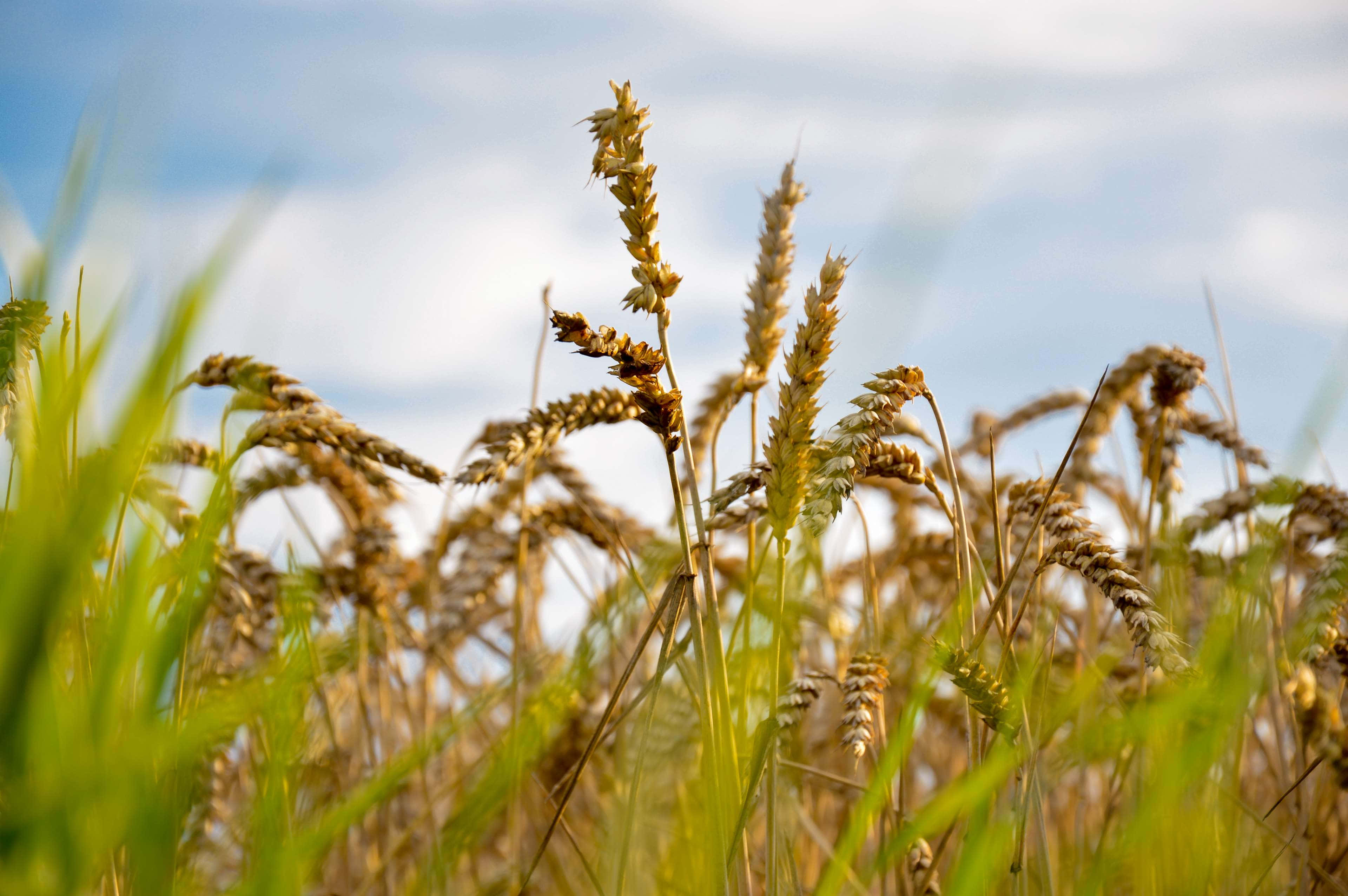 Wheat Harvest, 3840 x 2553, Golden Wheat Field, 4K Desktop Wallpaper
