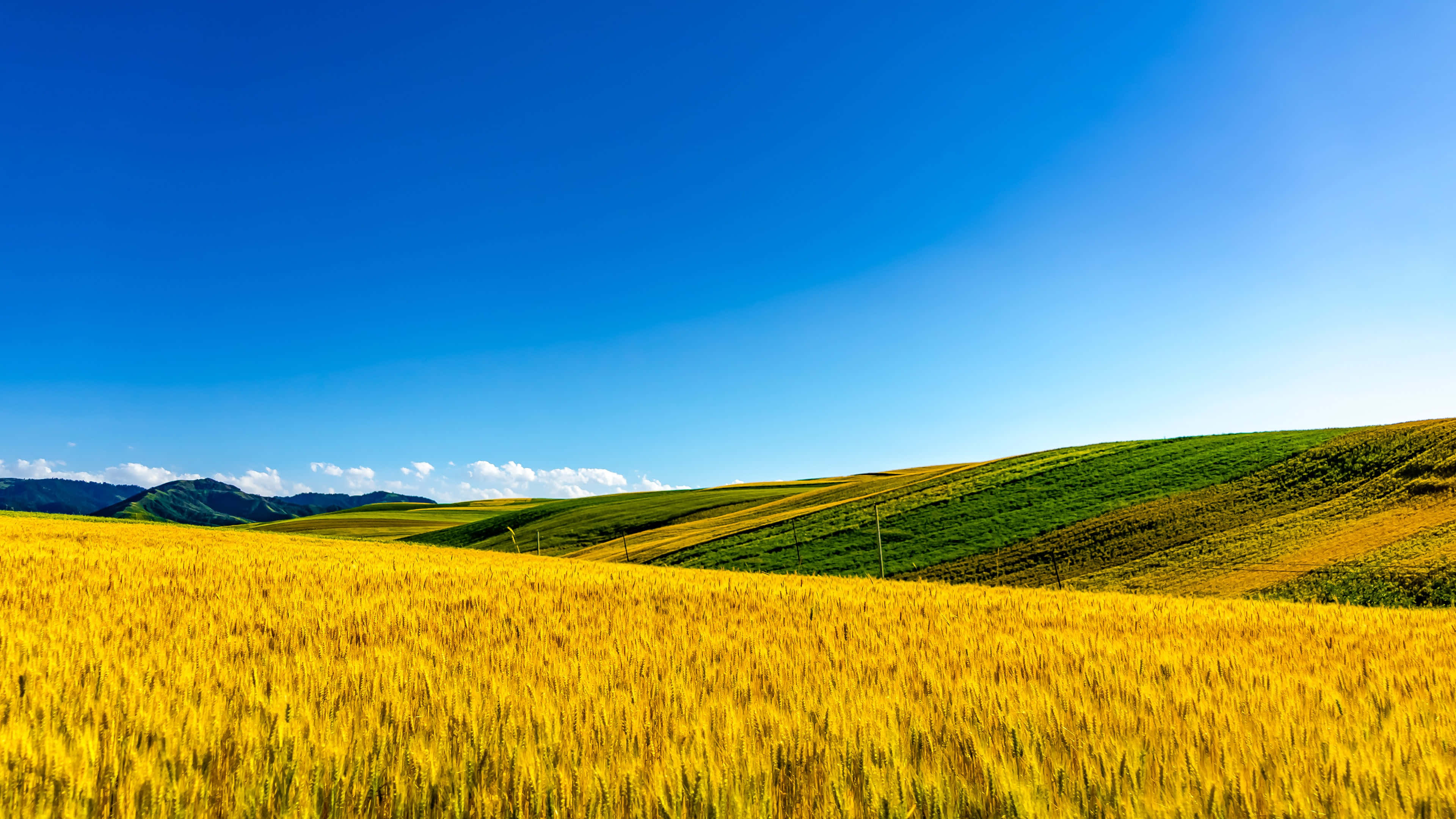 Wheat Harvest, sunset, golden wheat field, 4K Desktop Wallpaper
