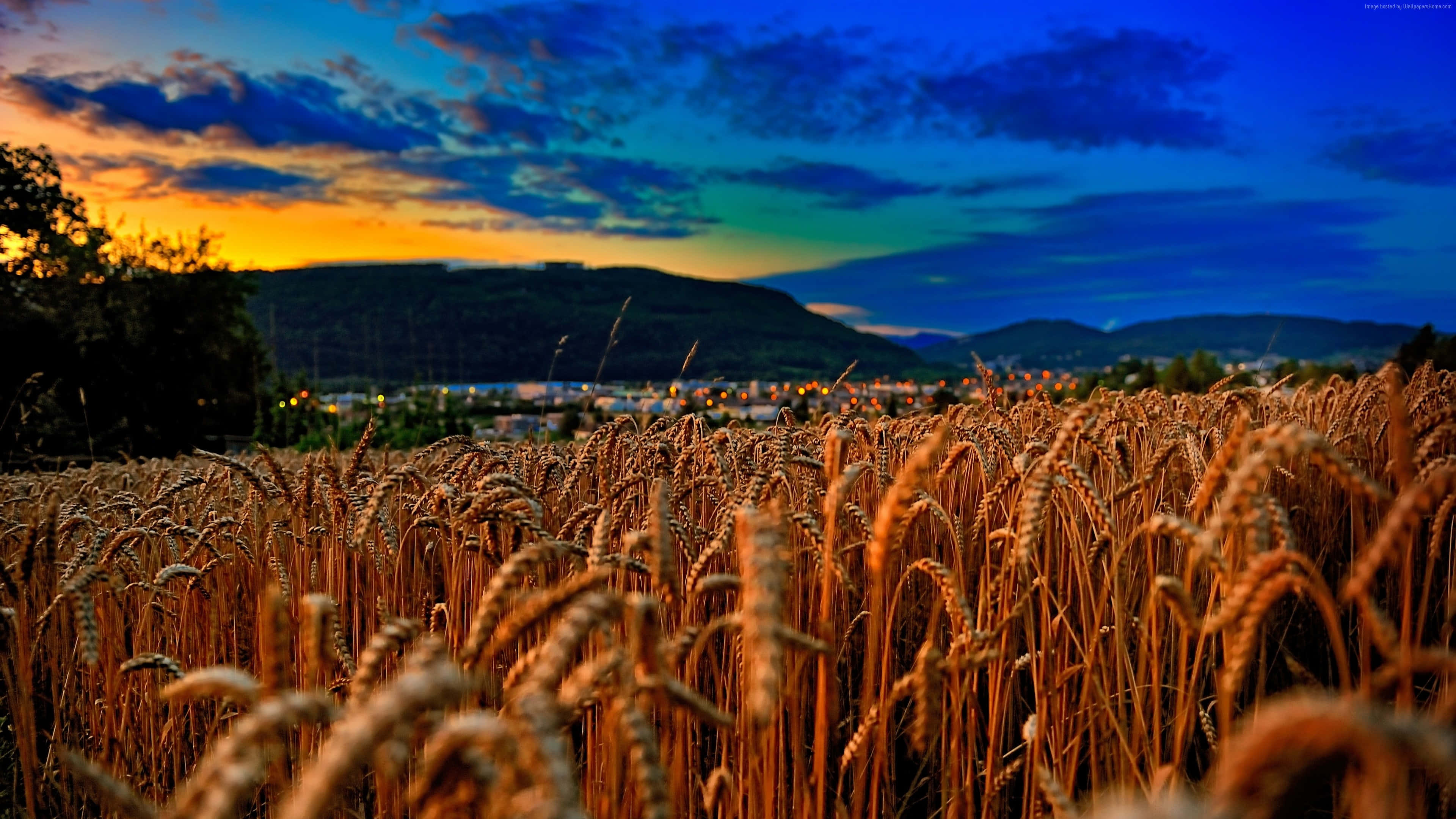 wheat harvest, golden wheat field, sunset, 4K Desktop Wallpaper