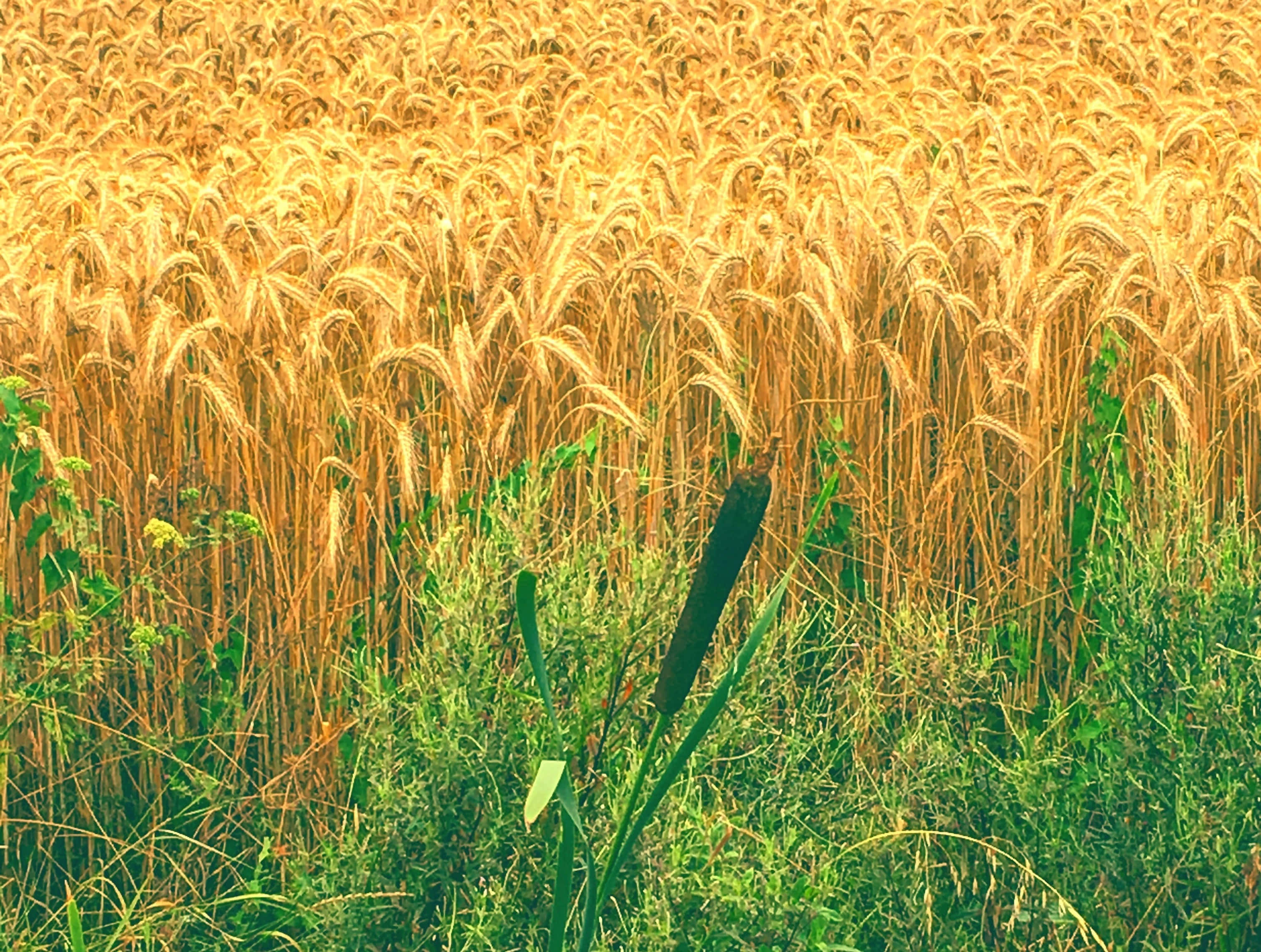 wheat harvest, golden wheat field, sunlit field, 2K Desktop Wallpaper