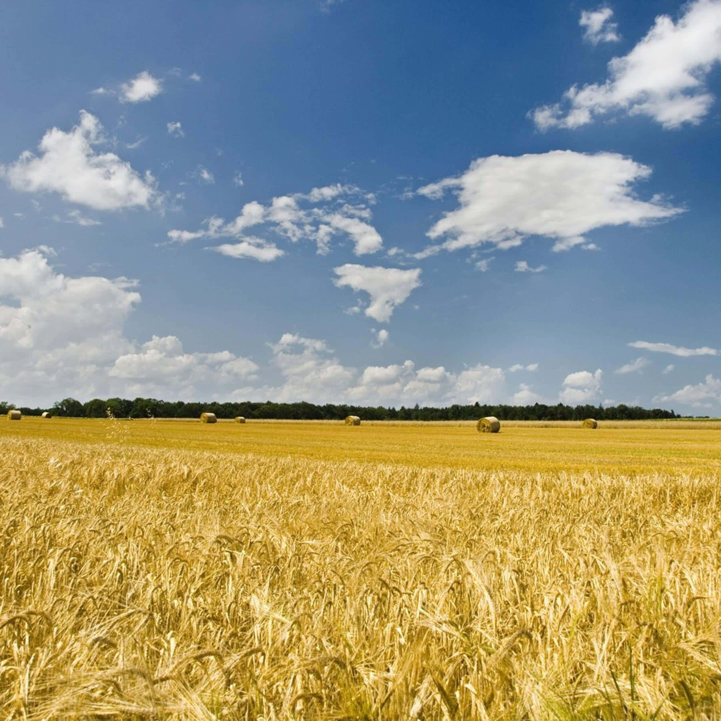 wheat harvest, golden wheat field, bright blue sky, Full HD Desktop Wallpaper