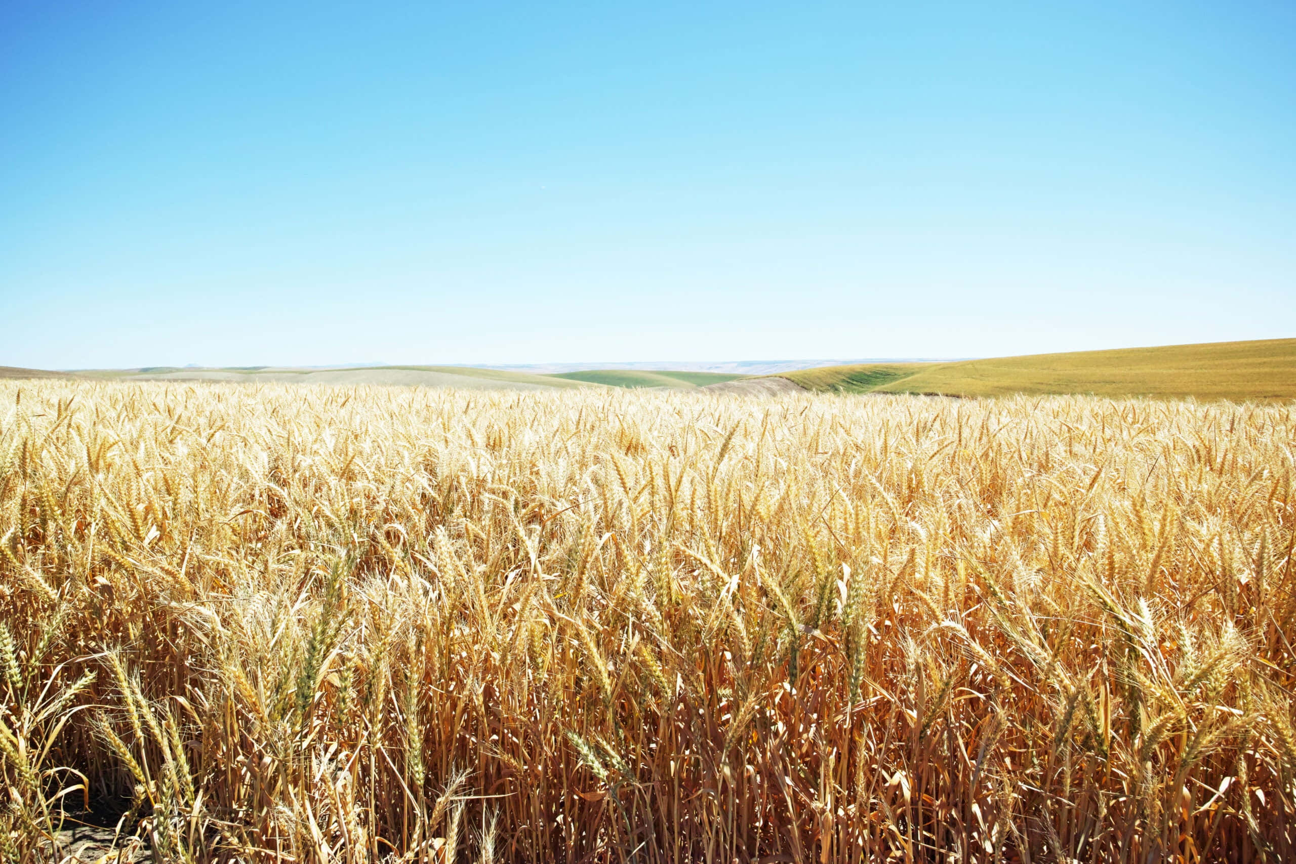 Wheat Harvest, golden wheat field, clear blue sky, 2K Desktop Wallpaper