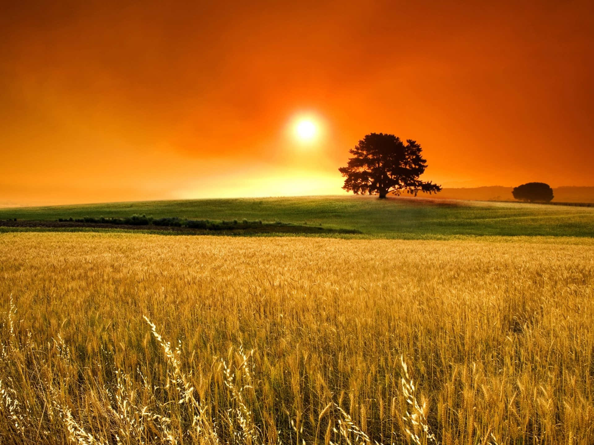 wheat harvest, golden wheat field, fiery orange sunset, Full HD Desktop Wallpaper