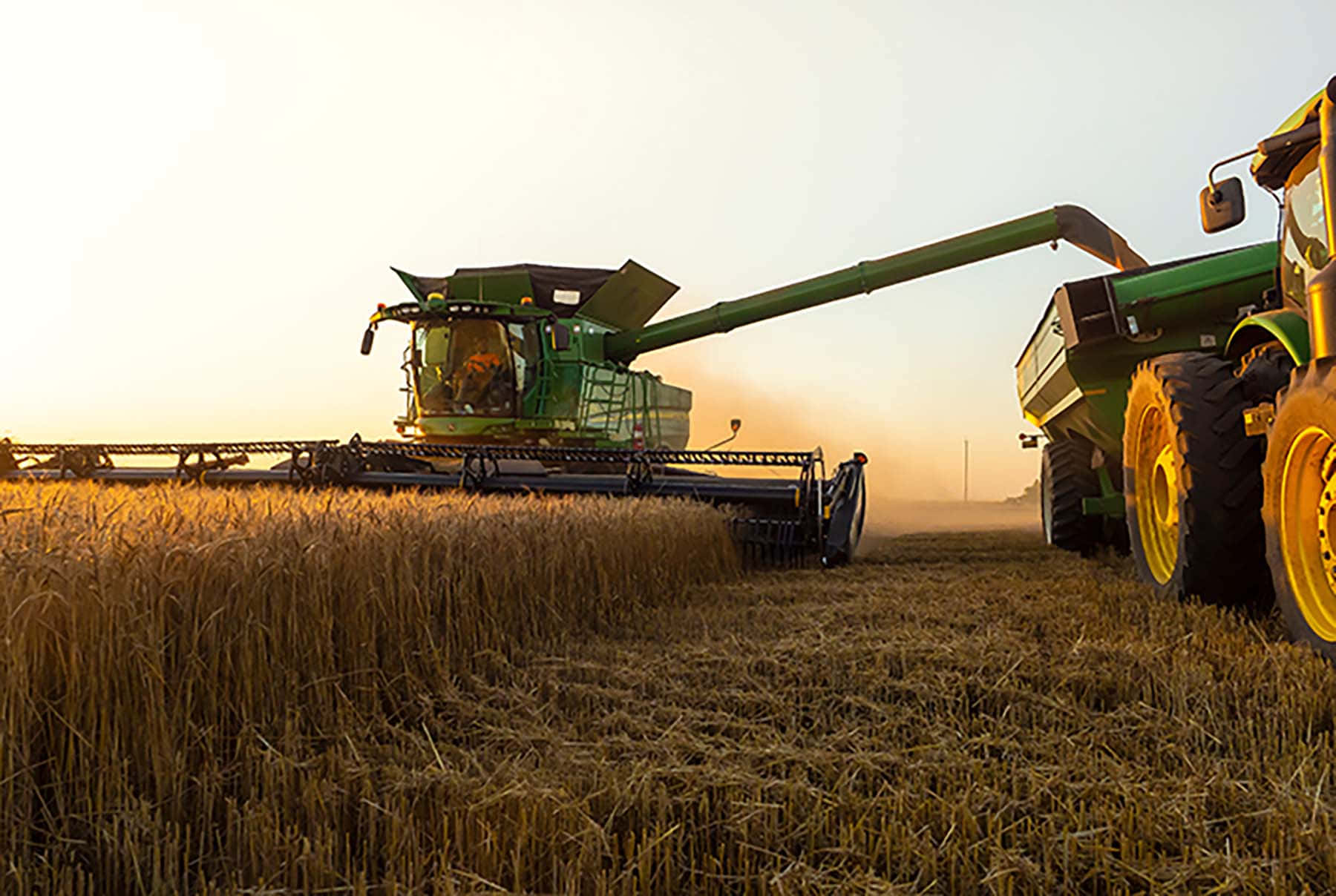 wheat harvest, golden wheat field, sunrise, HD Desktop Wallpaper