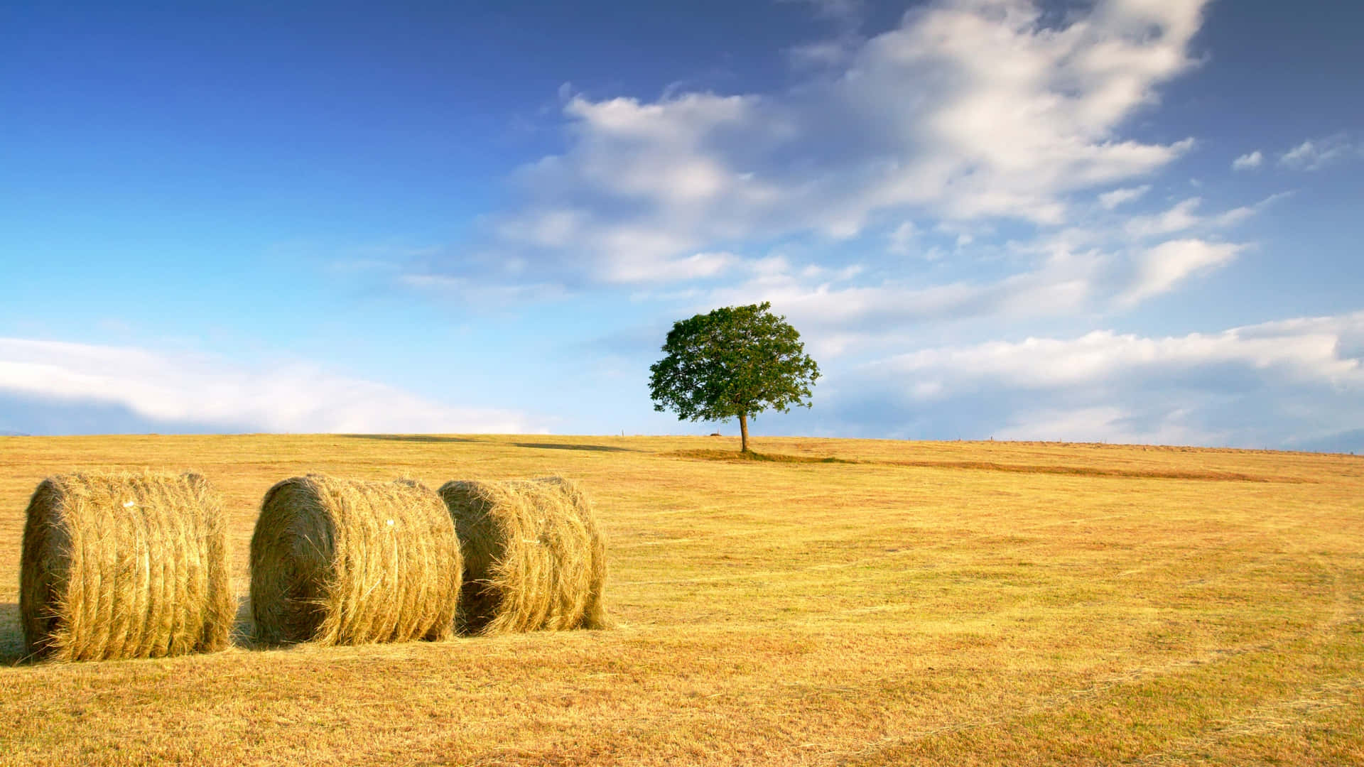 wheat harvest, golden hay bales, sunlit field, Full HD Desktop Wallpaper